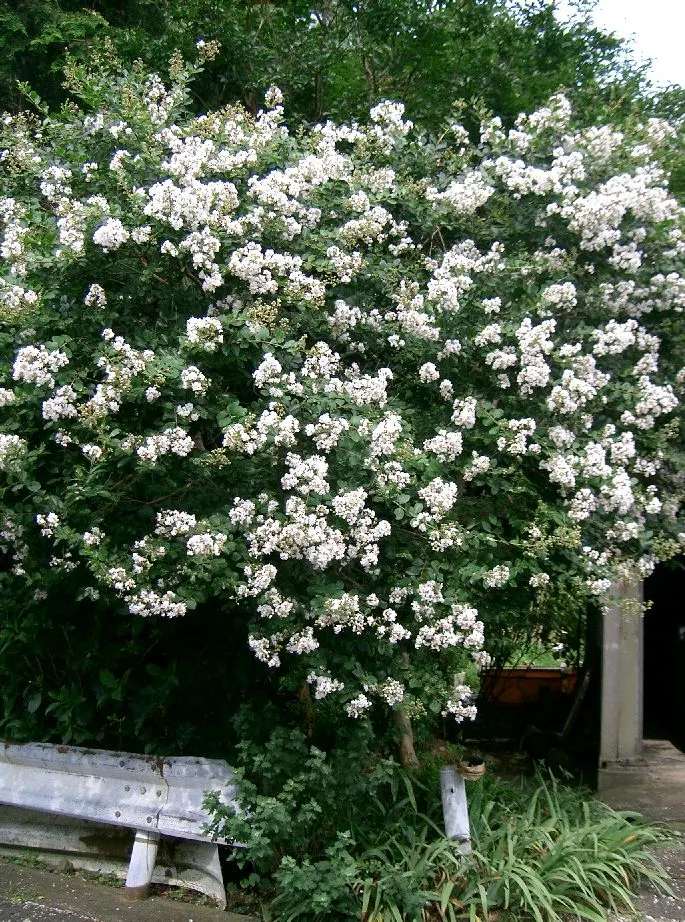 Crape Myrtle (Lagerstroemia Indica) — Drought tolerant once established and requires minimal maintenance; it's advisable to remove spent flowers and prune in
