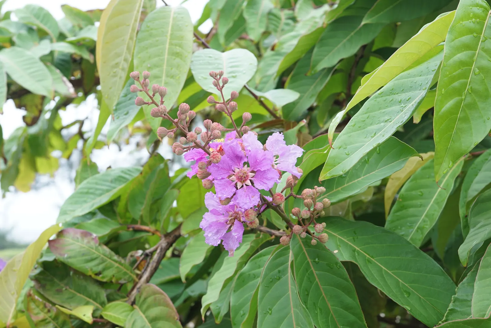 Crape Myrtle (Lagerstroemia Indica) — these plants prefer full sun; requiring at least 6 hours of direct sunlight per day