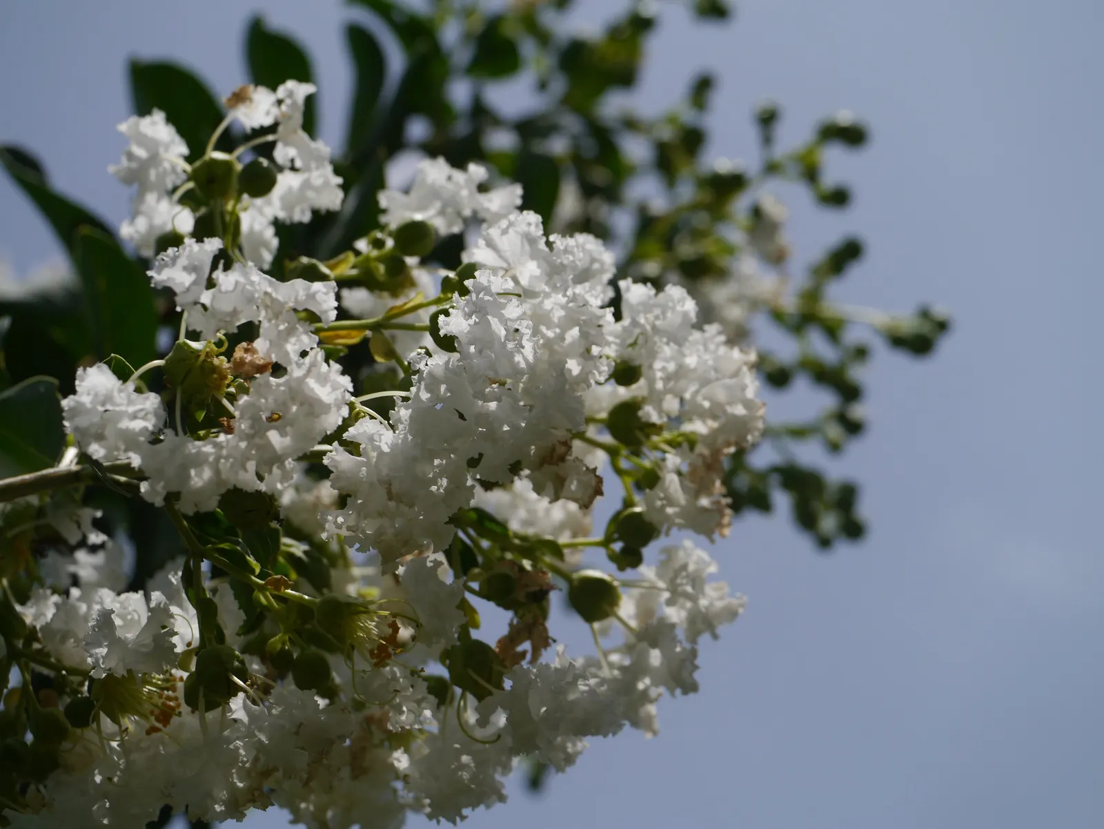 Crape Myrtle (Lagerstroemia Indica) — It's advisable to remove spent flowers and prune in late winter for the best results; these plants prefer full sun
