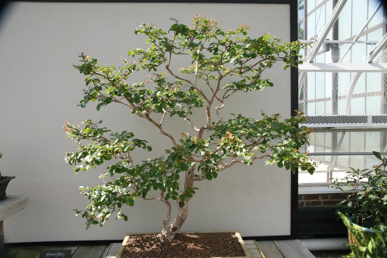 Crape Myrtle (Lagerstroemia Indica) — it features clusters of vibrant flowers