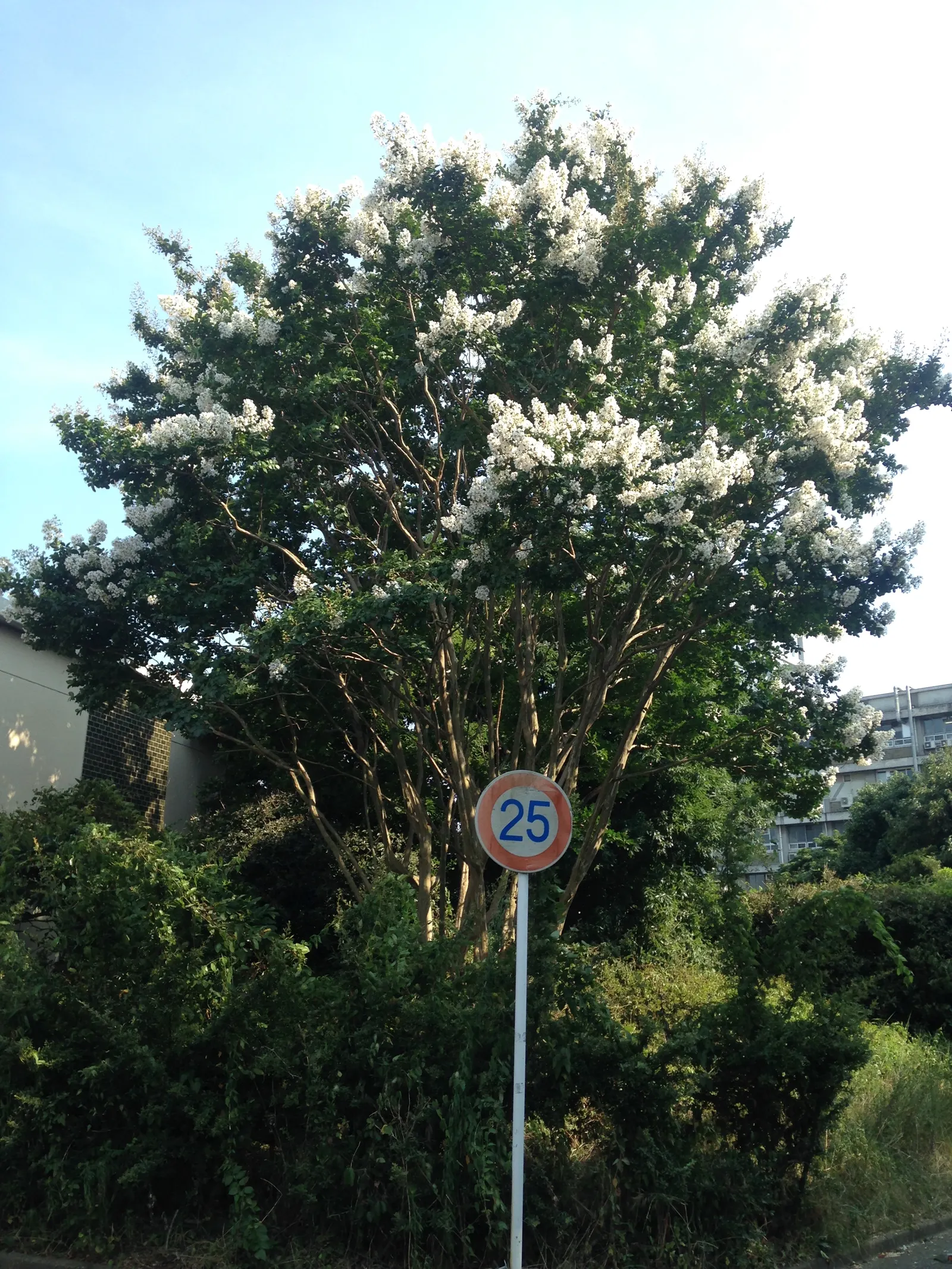 Crape Myrtle (Lagerstroemia Indica) — Drought tolerant once established and requires minimal maintenance; it's advisable to remove spent flowers, image 95