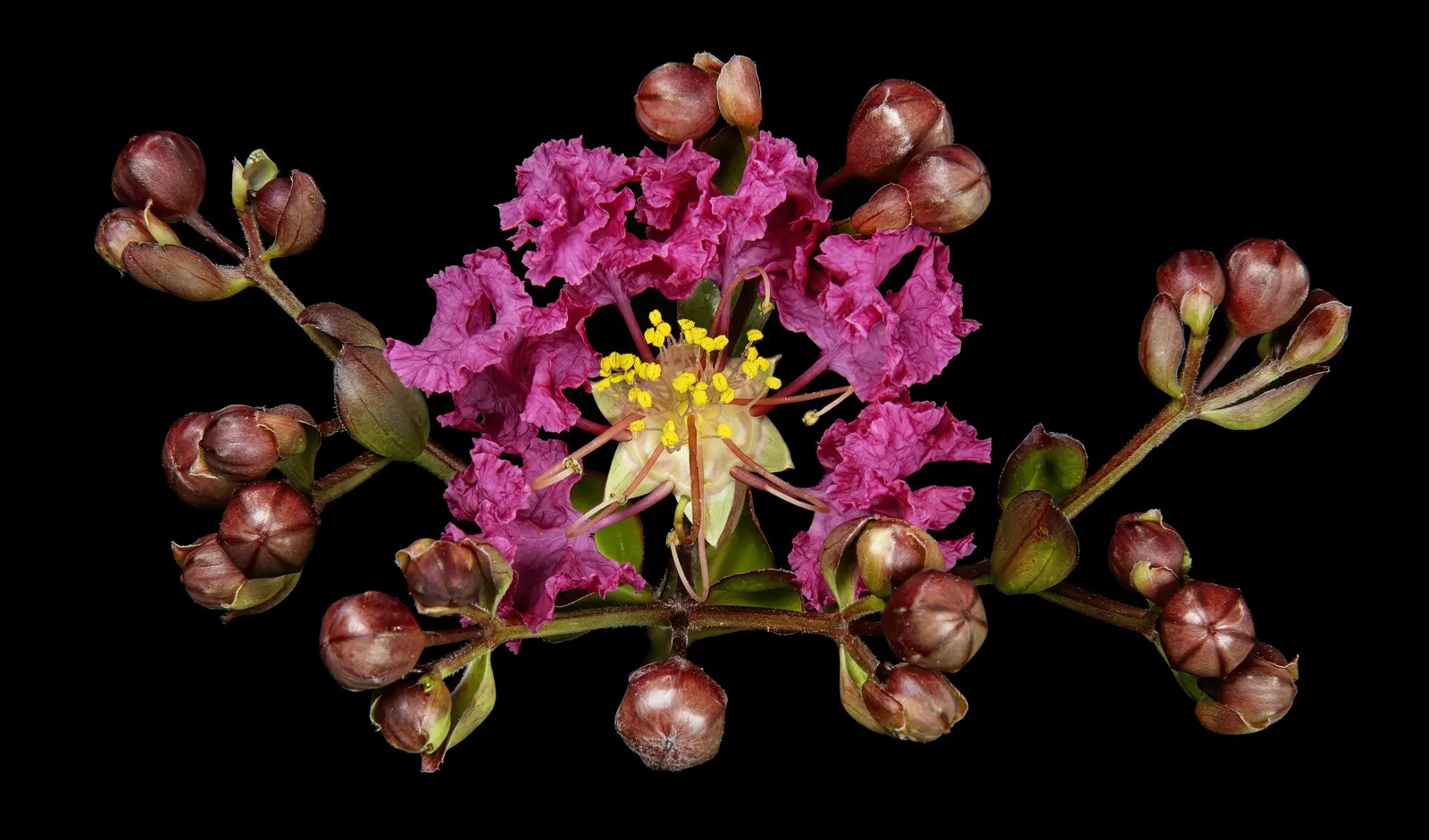Crape Myrtle (Lagerstroemia Indica) — and they thrive in well-draining soil with a pH that is slightly acidic to neutral; exfoliating bark and, image 109