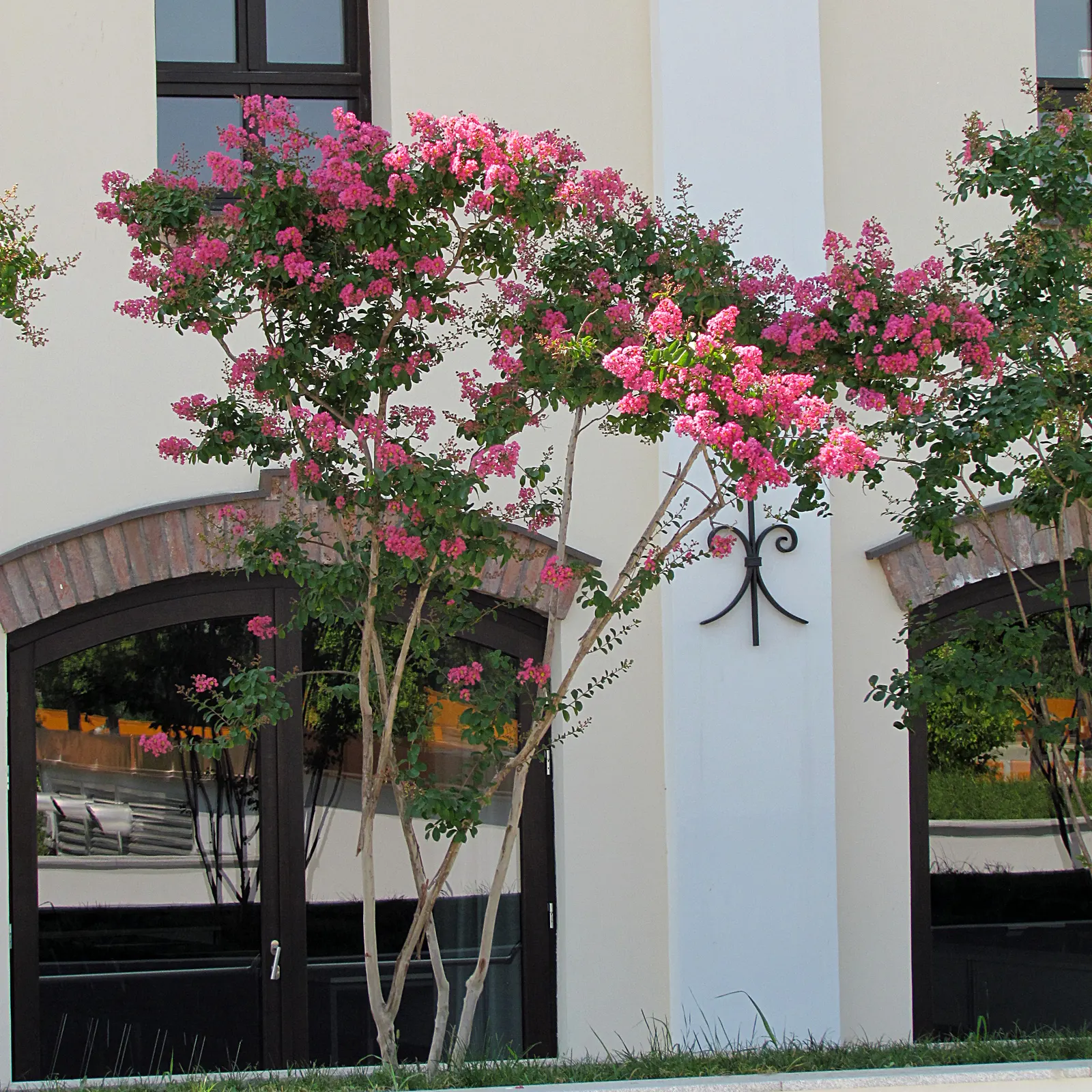 Crape Myrtle (Lagerstroemia Indica) — particularly in the winter months.<br><br>For optimal growth; offering a long-lasting display of, image 106