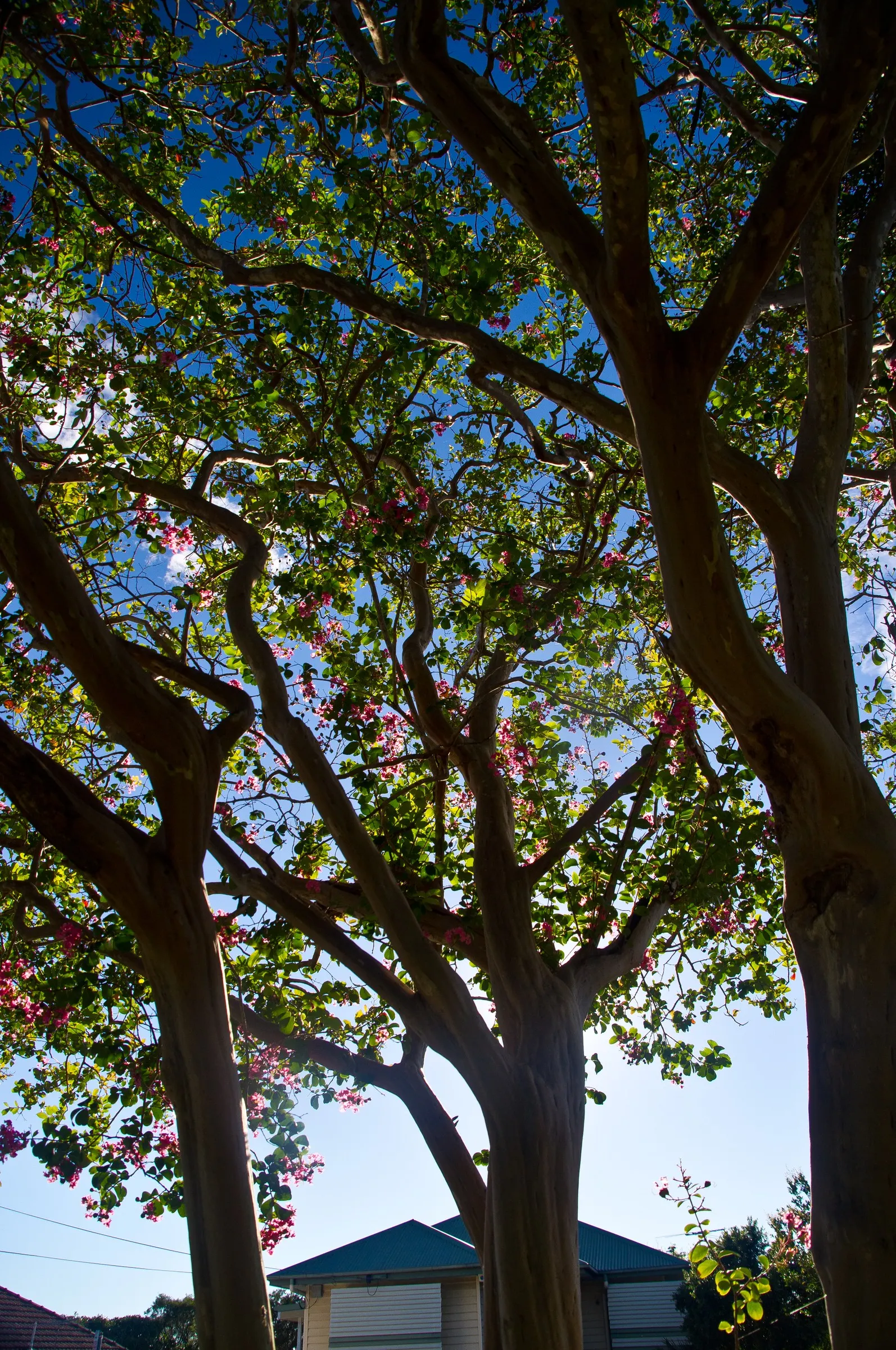 Crape Myrtle (Lagerstroemia Indica) — Grown for its extended summer bloom