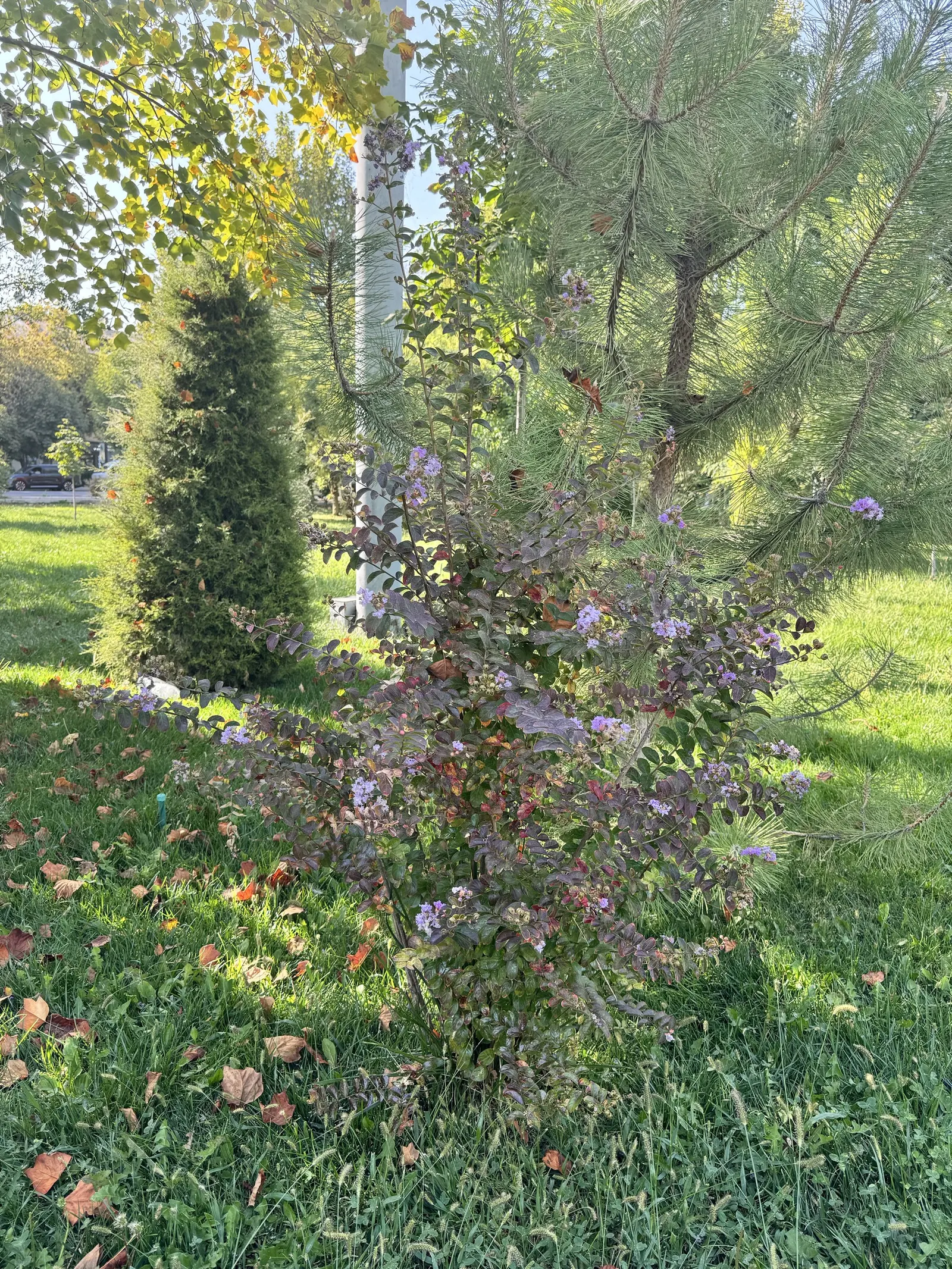 Crape Myrtle (Lagerstroemia Indica) — Their exfoliating bark peels back to reveal a smooth and mottled underlayer; shrub / tree for full