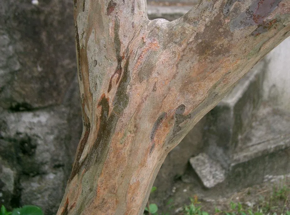 Crape Myrtle (Lagerstroemia Indica) — making them versatile for both smaller gardens and larger landscapes; and they thrive in well-draining soil, image 132