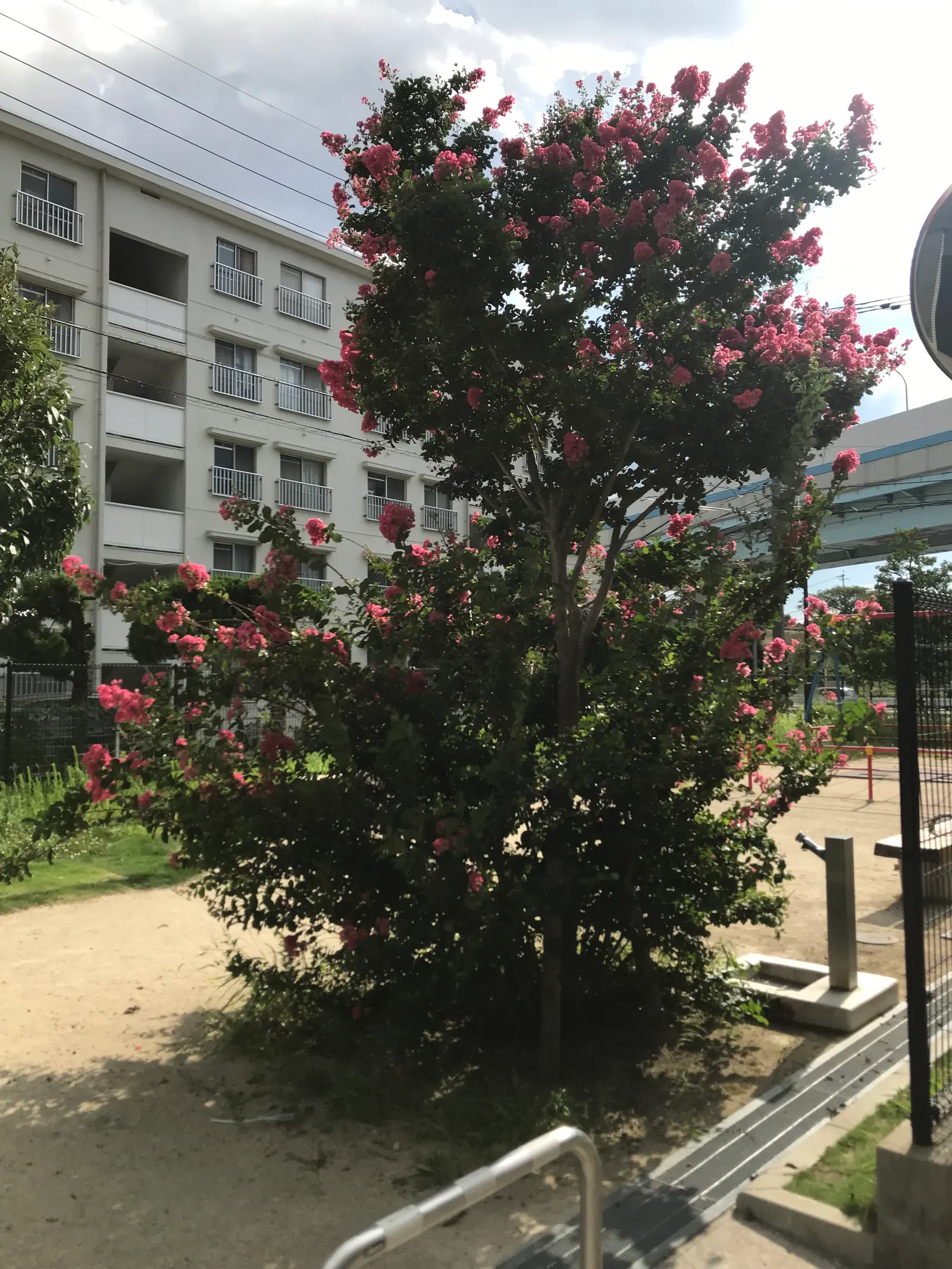 Crape Myrtle (Lagerstroemia Indica) — which can range in color from vivid pinks and purples to whites and reds; hardiness is another virtue of the, image 99