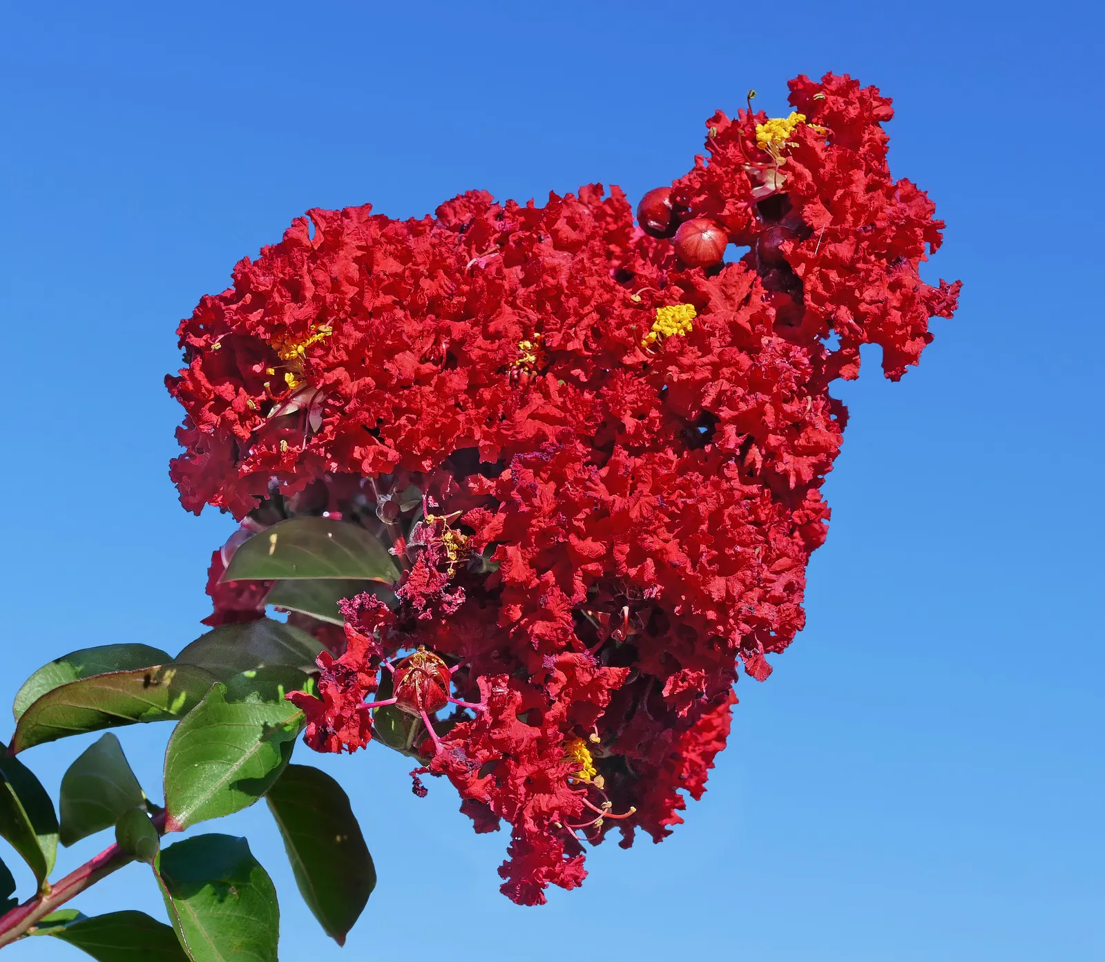 Crape Myrtle (Lagerstroemia Indica) — requiring at least 6 hours of direct sunlight per day; shrub / tree with pink and red blooms, image 108