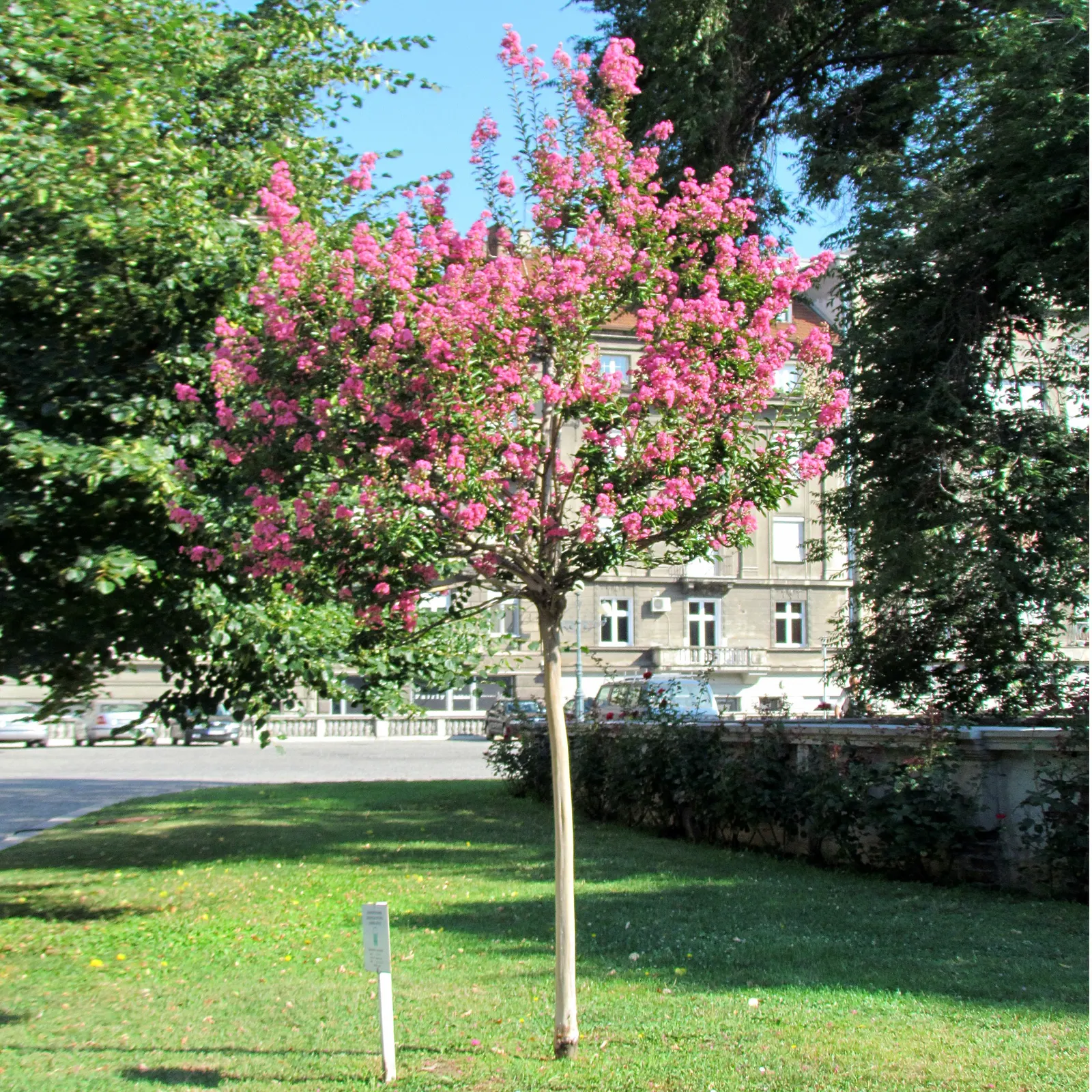 Crape Myrtle (Lagerstroemia Indica) — Their exfoliating bark peels back to reveal a smooth and mottled underlayer; shrub / tree for full, image 104