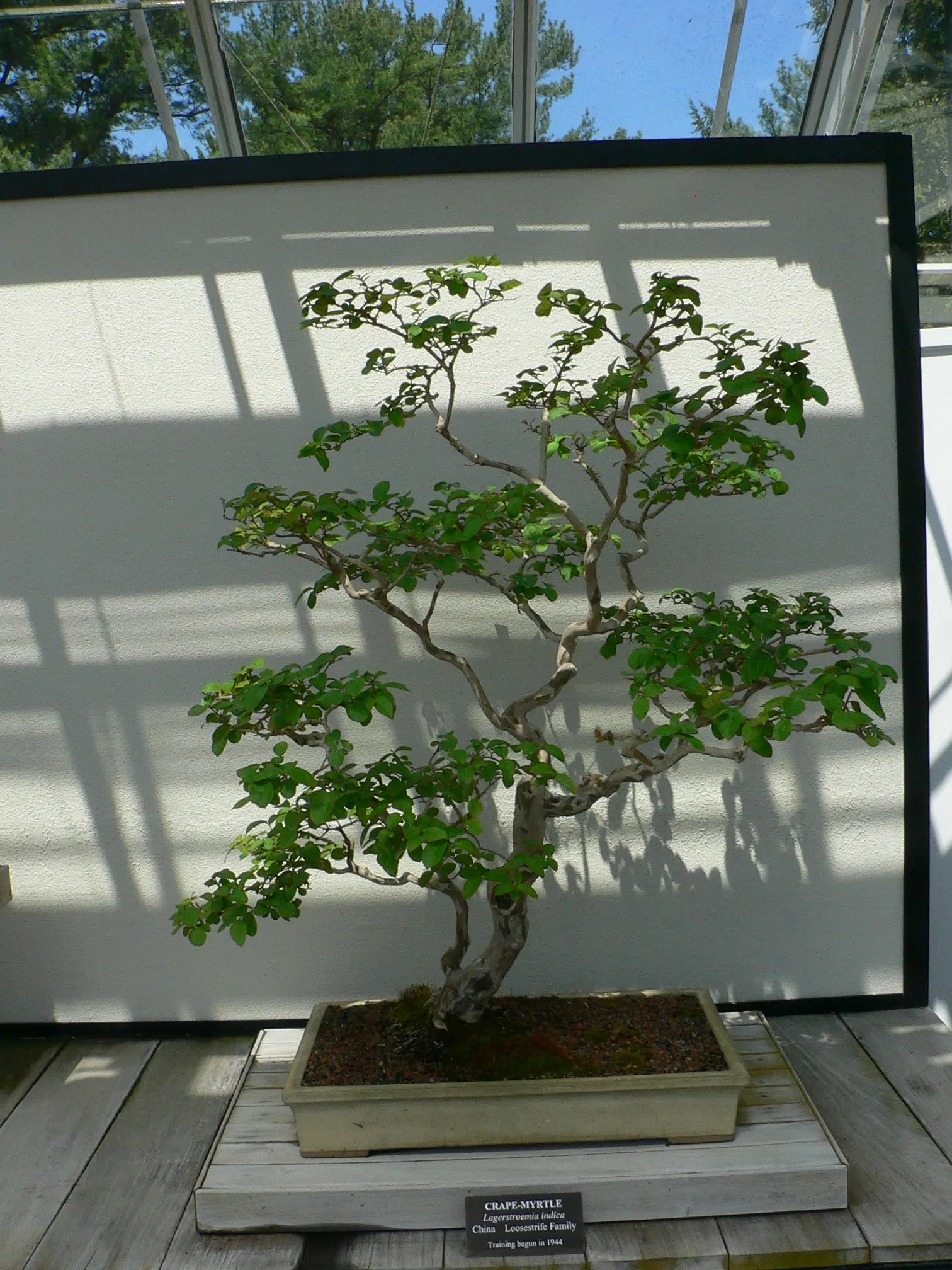 Crape Myrtle (Lagerstroemia Indica) — Mature specimens reach 15-25 feet in height and spread 6-15 feet