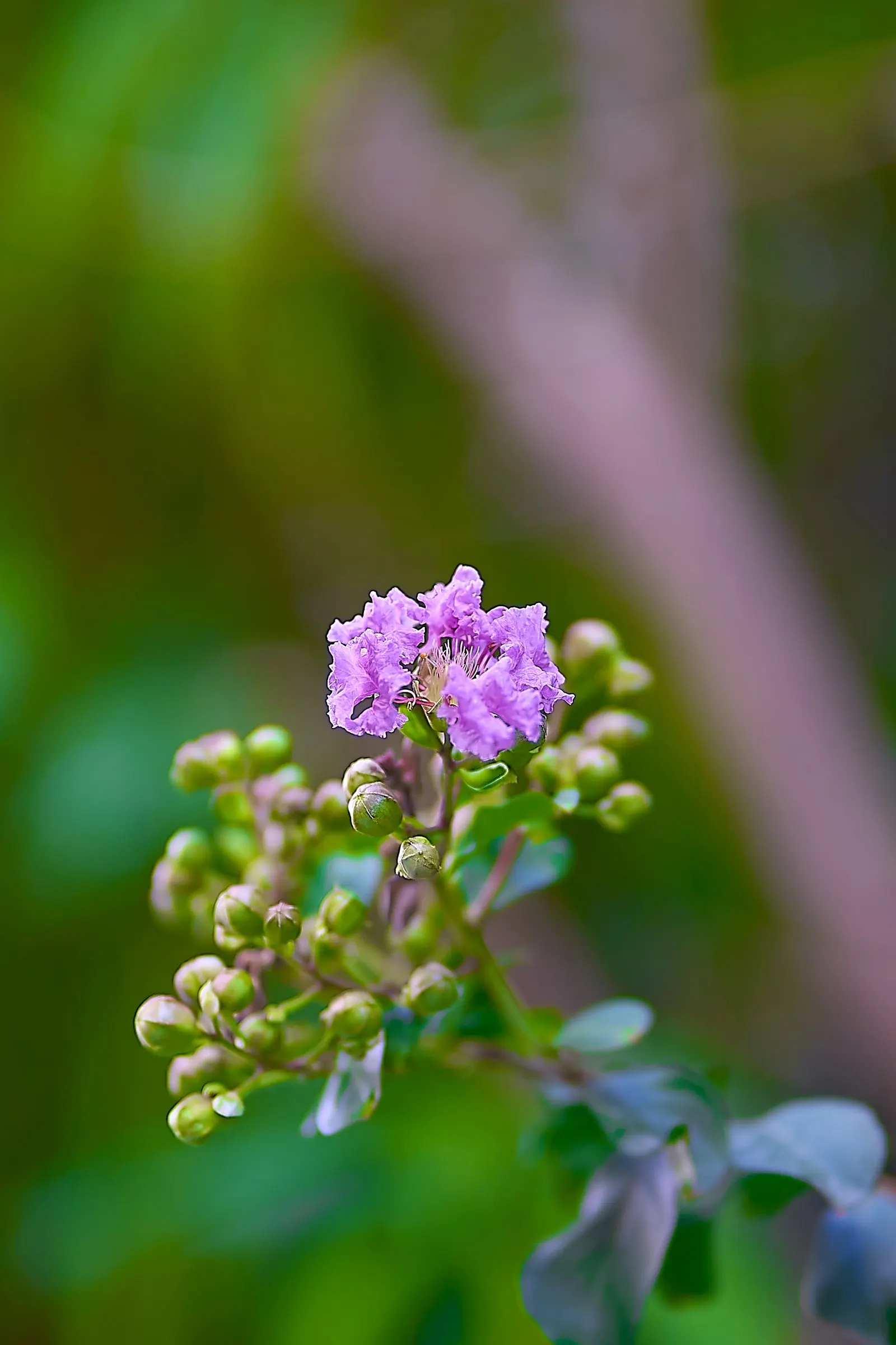 Crape Myrtle (Lagerstroemia Indica) — Grown for its extended summer bloom; this deciduous shrub or small tree is renowned for its extensive, image 89