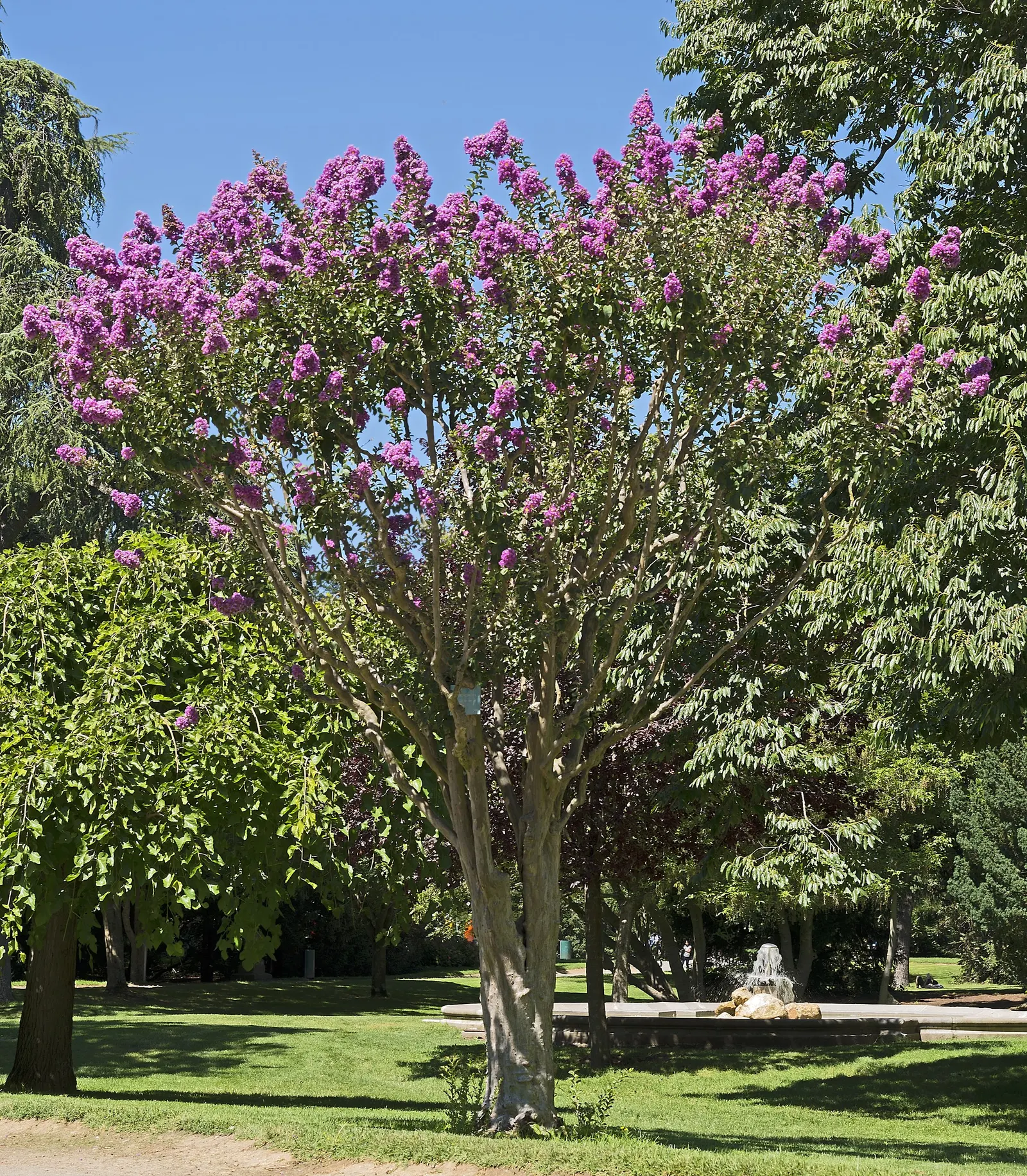 Crape Myrtle (Lagerstroemia Indica) — shrub / tree with pink and red blooms; particularly in the winter months.<br><br>For optimal growth