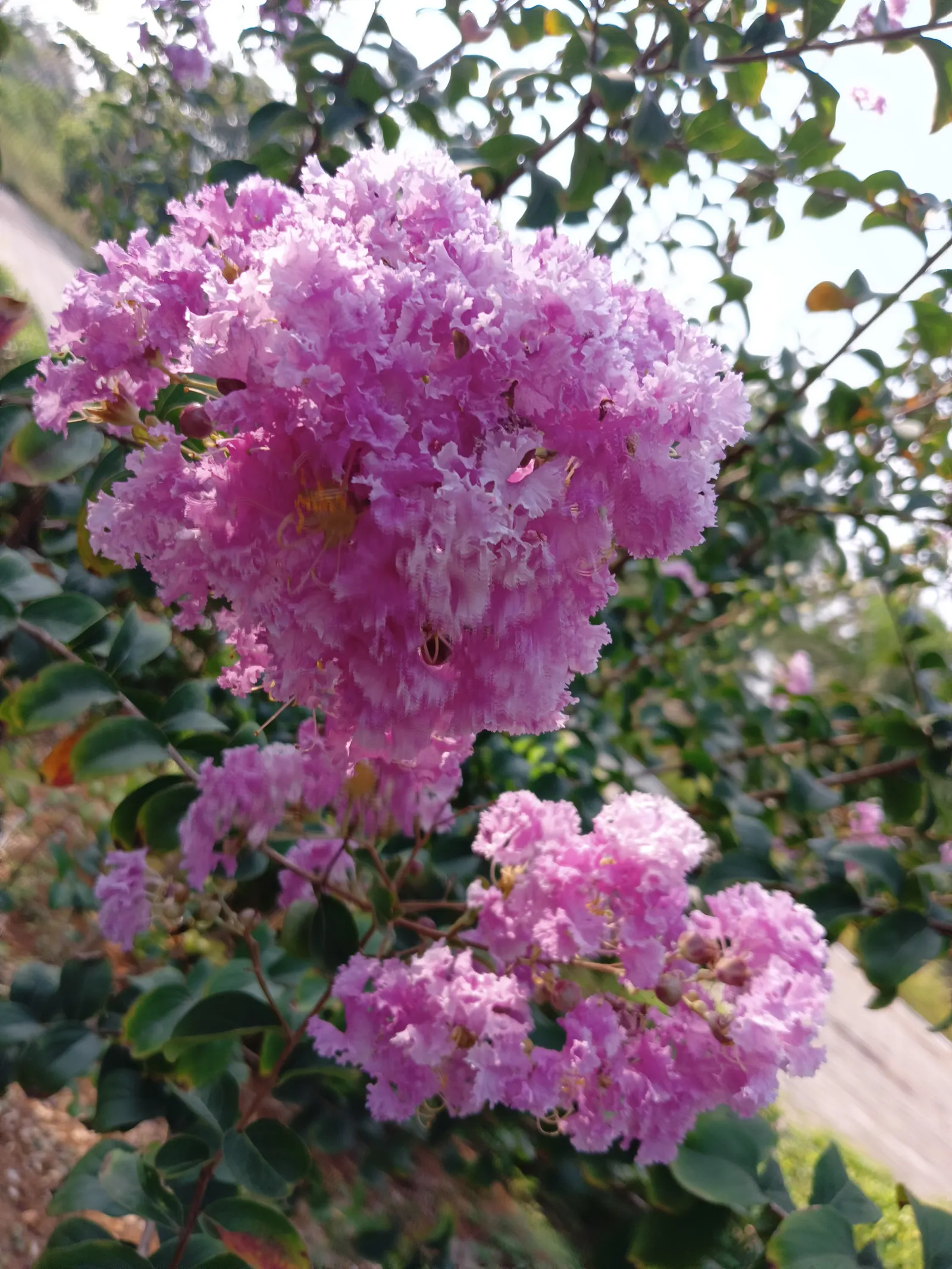 Crape Myrtle (Lagerstroemia Indica) — particularly in the winter months.<br><br>For optimal growth; offering a long-lasting display of color.<br><br>Crape