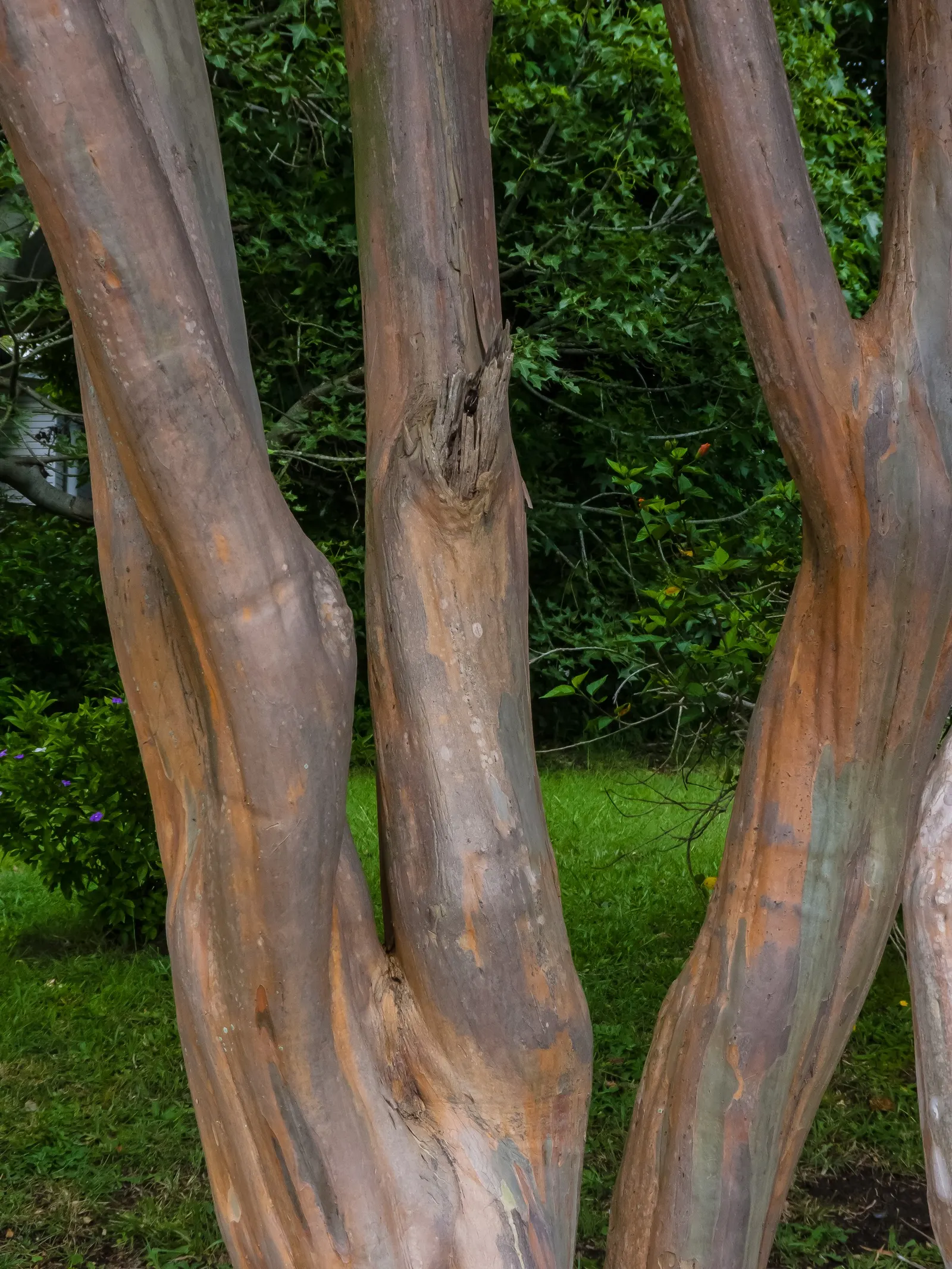 Crape Myrtle (Lagerstroemia Indica) — with shades ranging from pink to red; crape Myrtles are relatively low maintenance and have minimal pest and, image 91