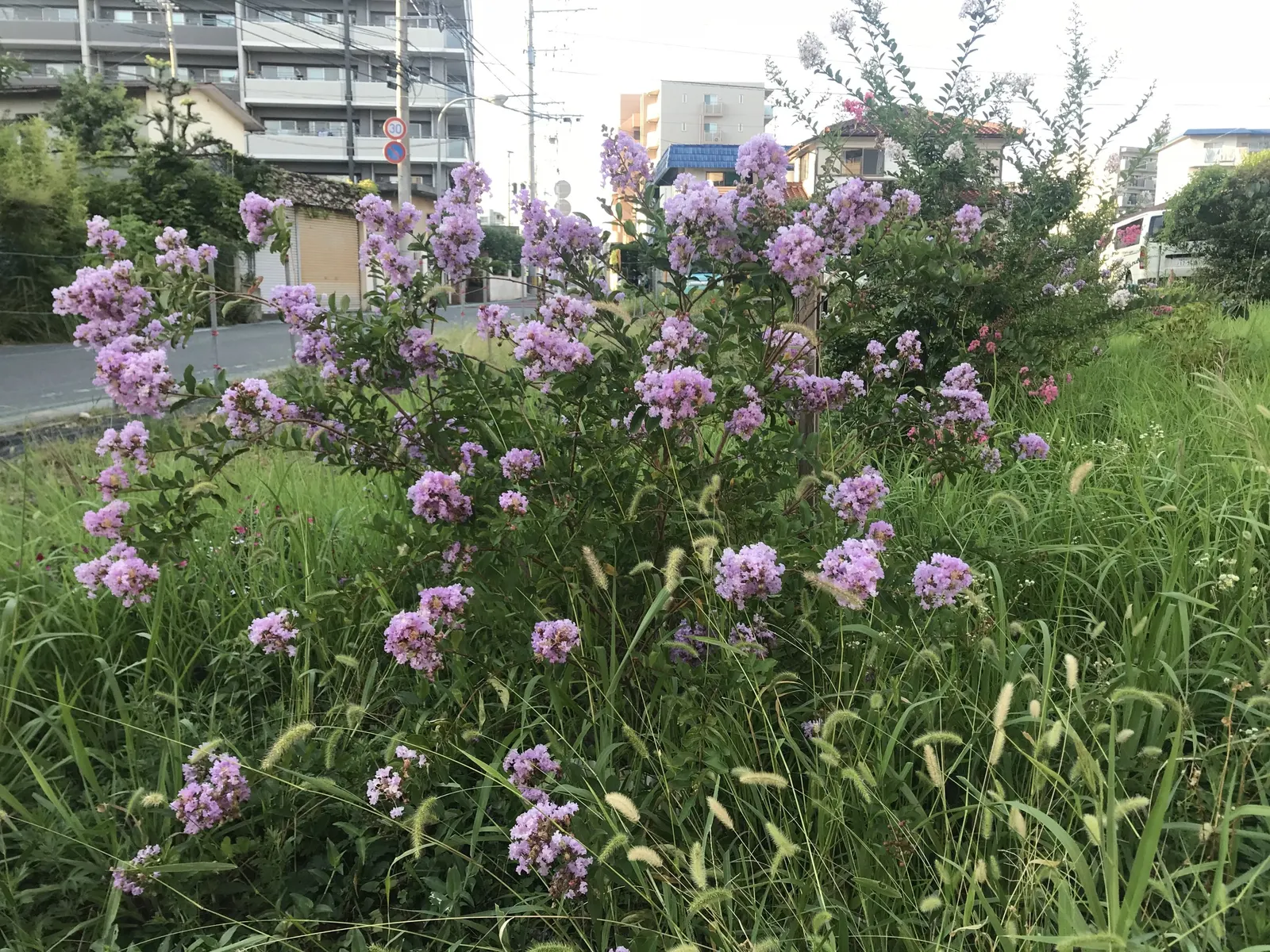 Crape Myrtle (Lagerstroemia Indica) — The blossoms typically emerge from late spring until autumn; the Crape Myrtle (Lagerstroemia indica) is a, image 100