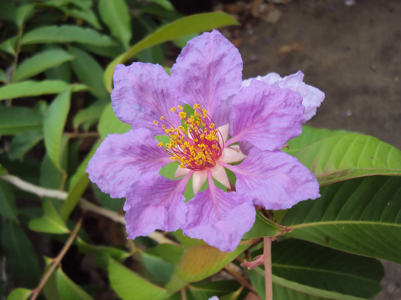 Crape Myrtle (Lagerstroemia Indica) — pink and red flowers in the garden; which can range in color from vivid pinks and purples to whites and reds