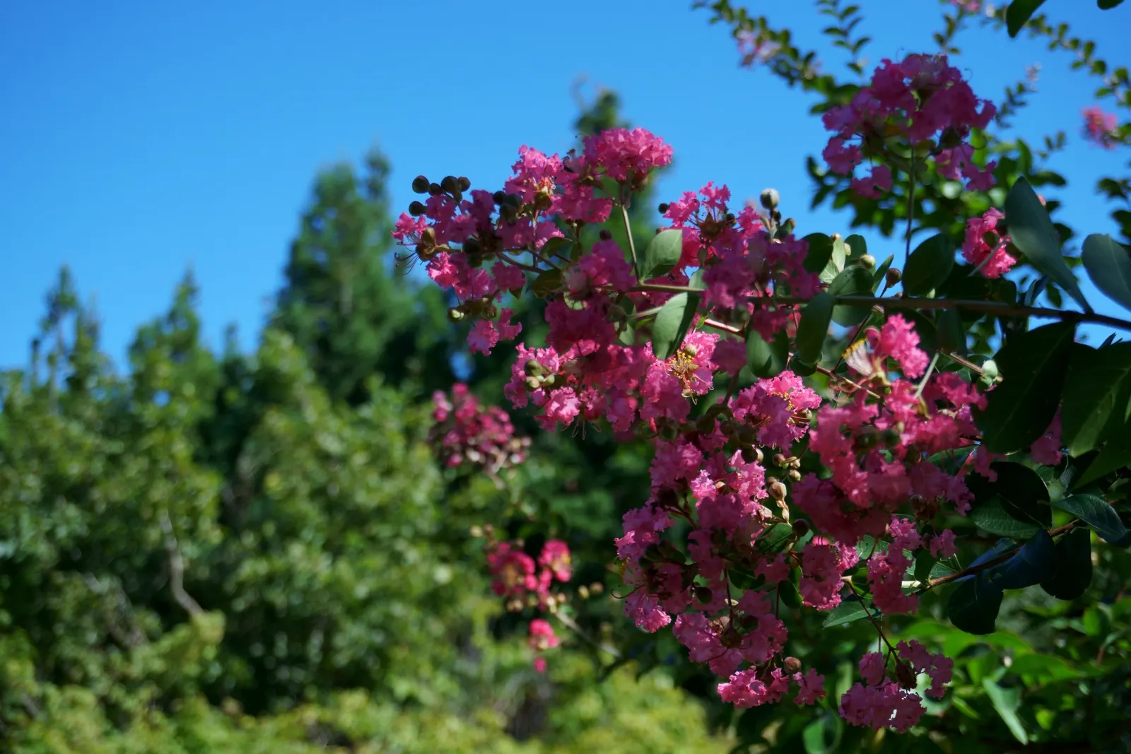 Crape Myrtle (Lagerstroemia Indica) — shrub / tree for full; making them an excellent low-fuss addition to any client's garden, image 87