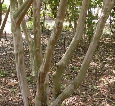 Crape Myrtle (Lagerstroemia Indica) — scientifically known as Lagerstroemia indica; grown for its extended summer bloom