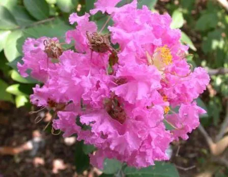 Crape Myrtle (Lagerstroemia Indica) — The Crape Myrtle (Lagerstroemia indica) is a versatile, flowering shrub/small tree, thriving in USDA zones, image 146