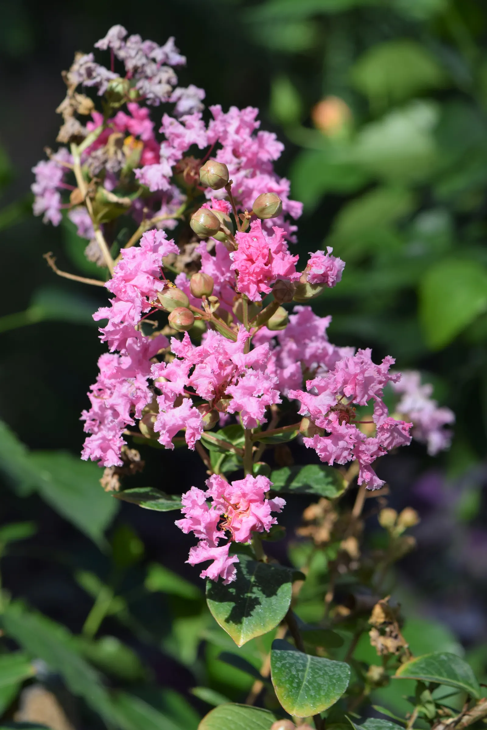 Crape Myrtle (Lagerstroemia Indica) — This deciduous shrub or small tree is renowned for its extensive blooming period and striking flower, image 98