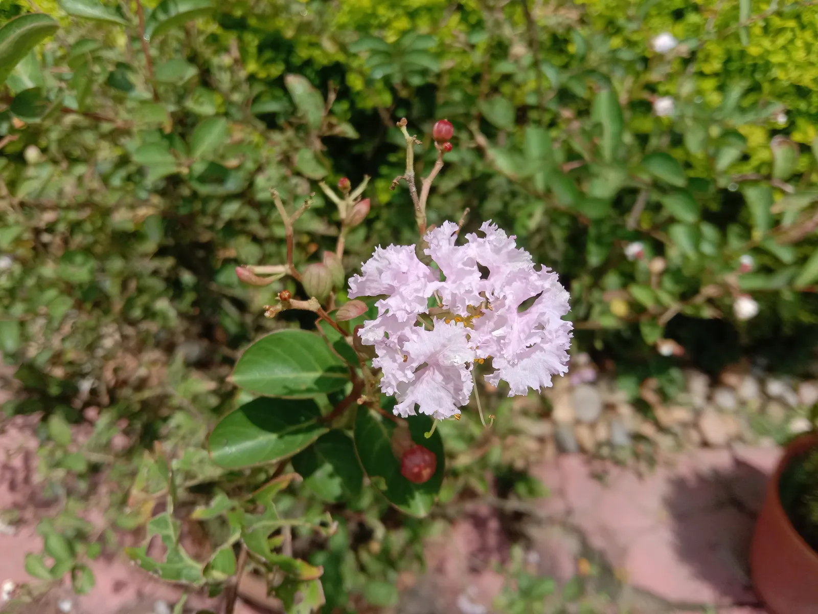 Crape Myrtle (Lagerstroemia Indica) — it features clusters of vibrant flowers; adding additional visual interest, image 90