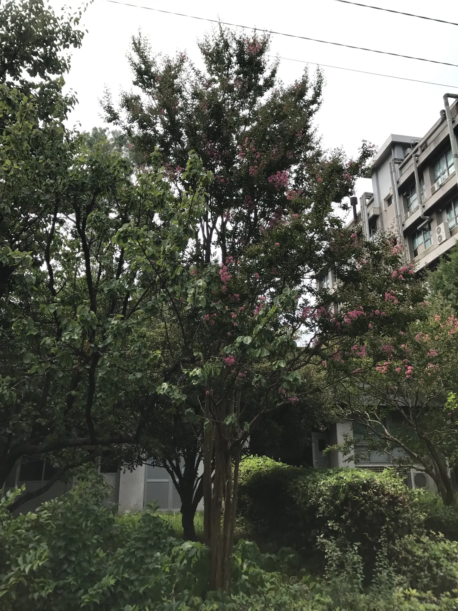 Crape Myrtle (Lagerstroemia Indica) — Exfoliating bark and attractive fall foliage add year-round interest; is a quintessential choice for adding vibrant color