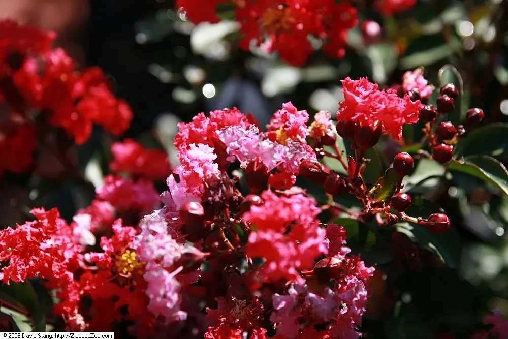 Crape Myrtle (Lagerstroemia Indica) — Exfoliating bark and attractive fall foliage add year-round interest
