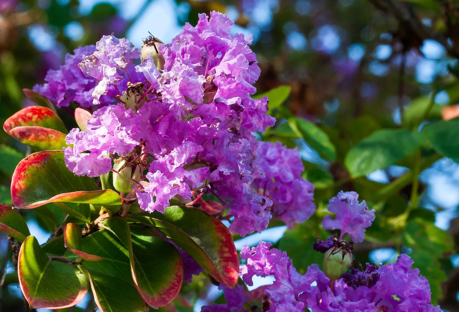 Crape Myrtle (Lagerstroemia Indica) — these plants prefer full sun; requiring at least 6 hours of direct sunlight per day, image 165