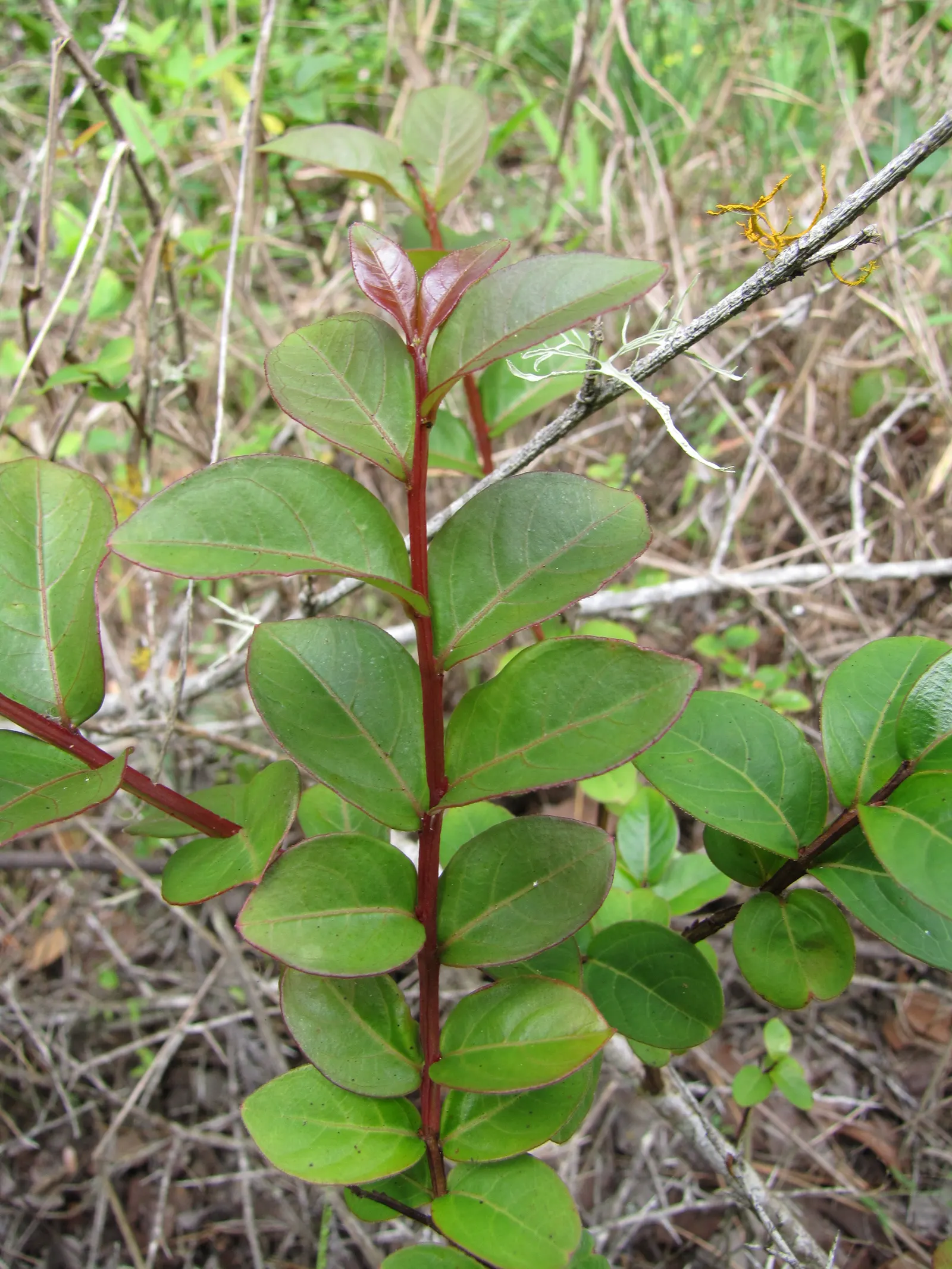 Crape Myrtle (Lagerstroemia Indica) — requiring at least 6 hours of direct sunlight per day; shrub / tree with pink and red blooms, image 137