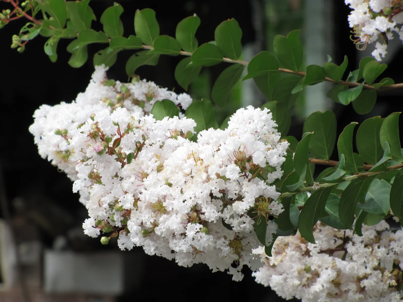 Crape Myrtle (Lagerstroemia Indica) — It's advisable to remove spent flowers and prune in late winter for the best results; these plants prefer, image 111