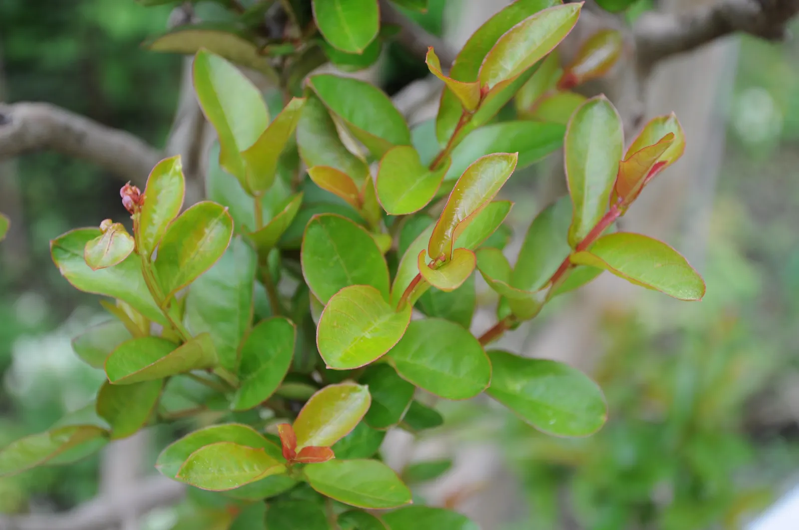 Crape Myrtle (Lagerstroemia Indica) — these plants prefer full sun; requiring at least 6 hours of direct sunlight per day, image 136