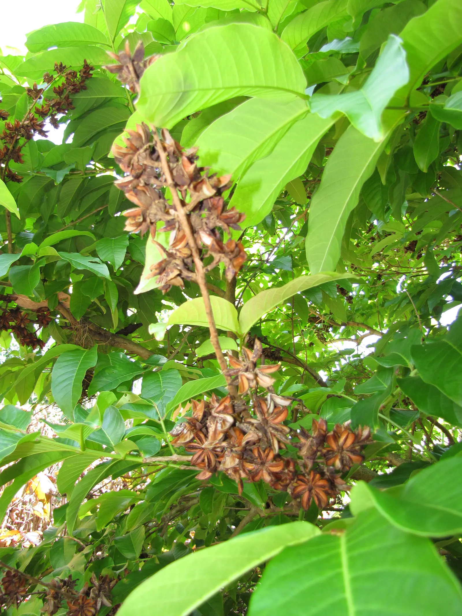 Crape Myrtle (Lagerstroemia Indica) — shrub / tree for full; making them an excellent low-fuss addition to any client's garden