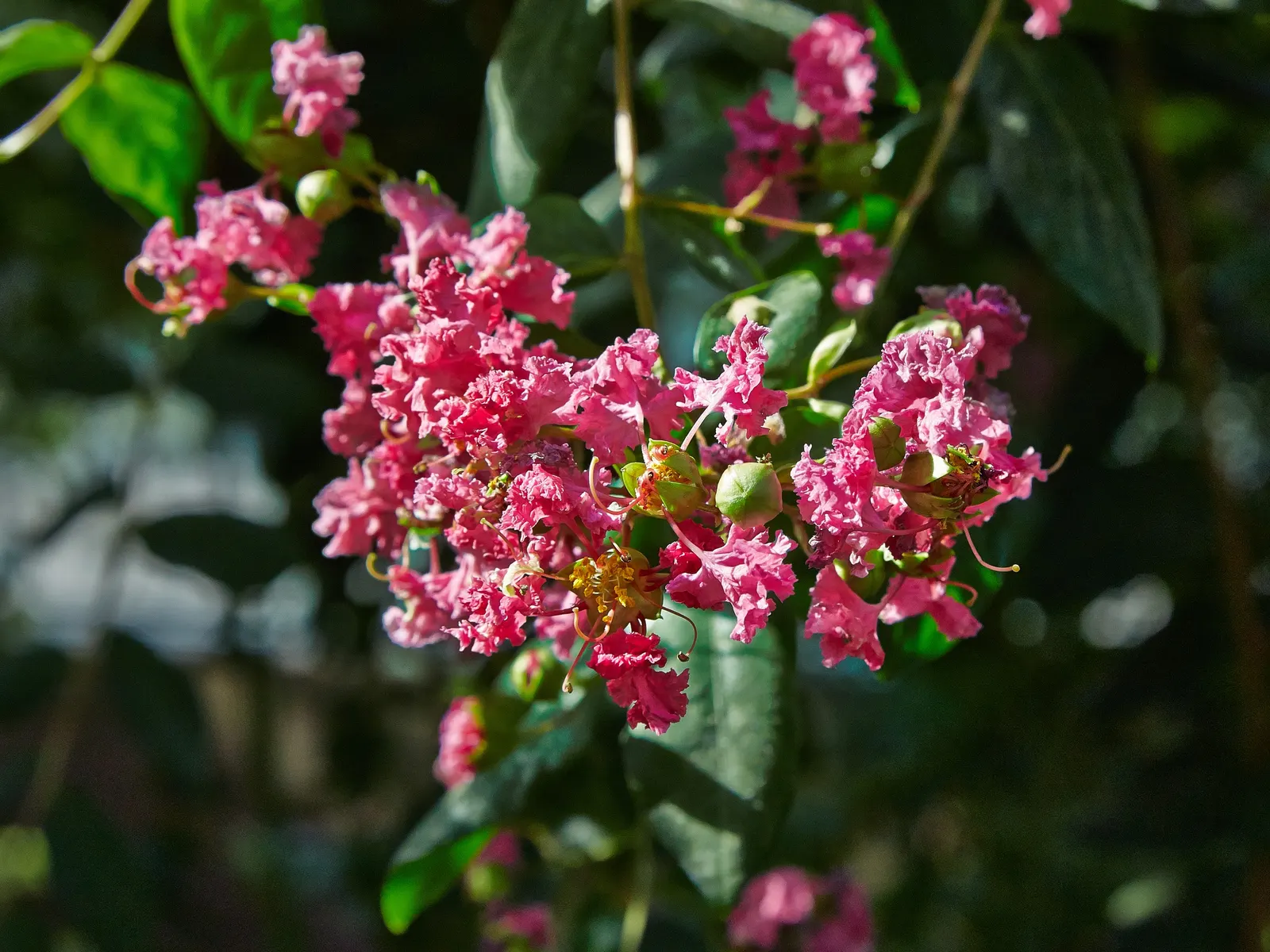 Crape Myrtle (Lagerstroemia Indica) — pink and red flowers in the garden; which can range in color from vivid pinks and purples to whites and reds, image 114