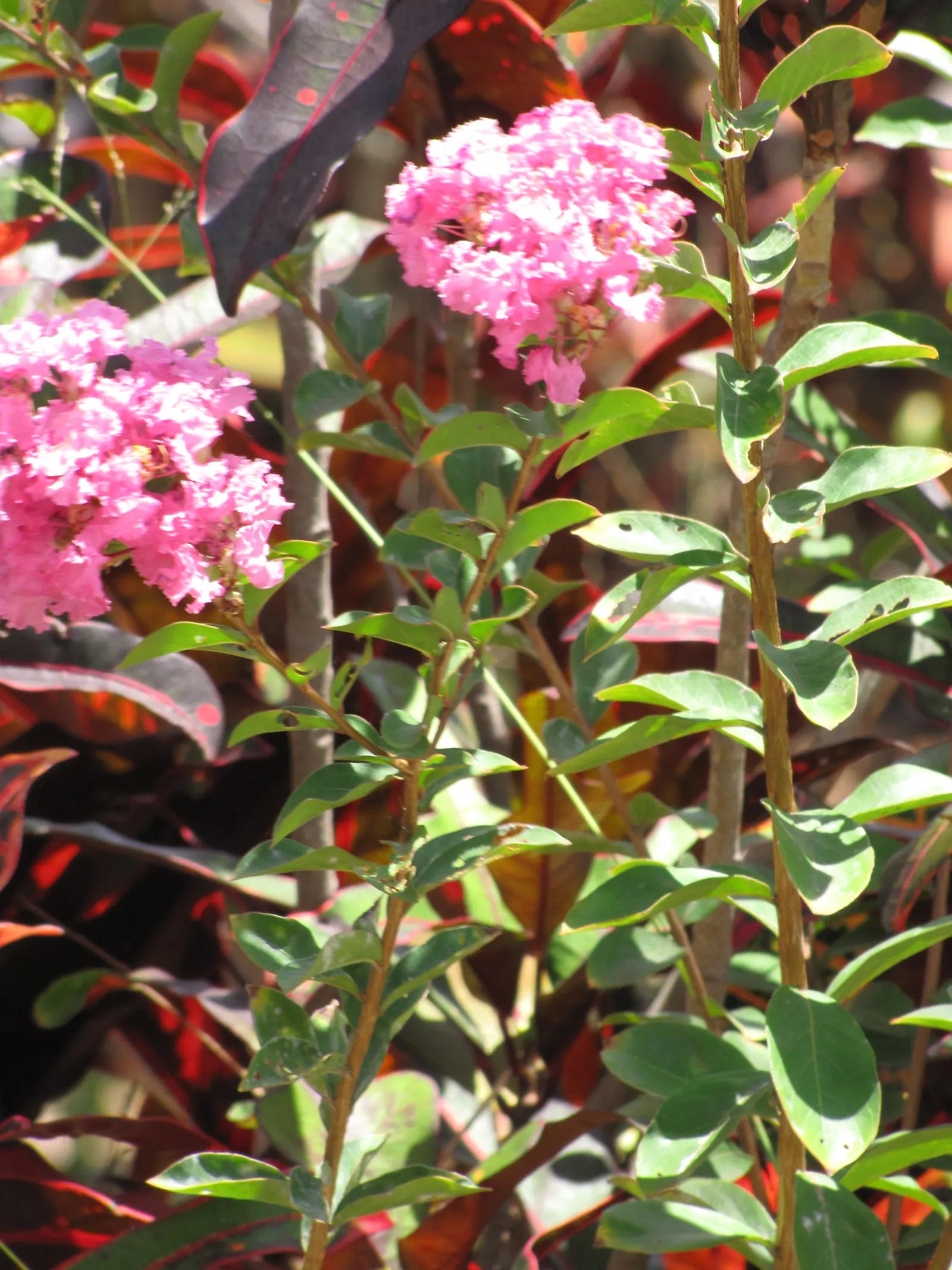 Crape Myrtle (Lagerstroemia Indica) — making them an excellent low-fuss addition to any client's garden; mature specimens reach 15-25 feet in, image 113