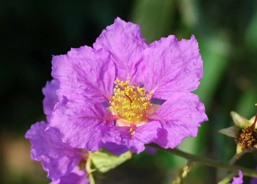 Crape Myrtle (Lagerstroemia Indica) — making them versatile for both smaller gardens and larger landscapes; and they thrive in well-draining soil, image 161