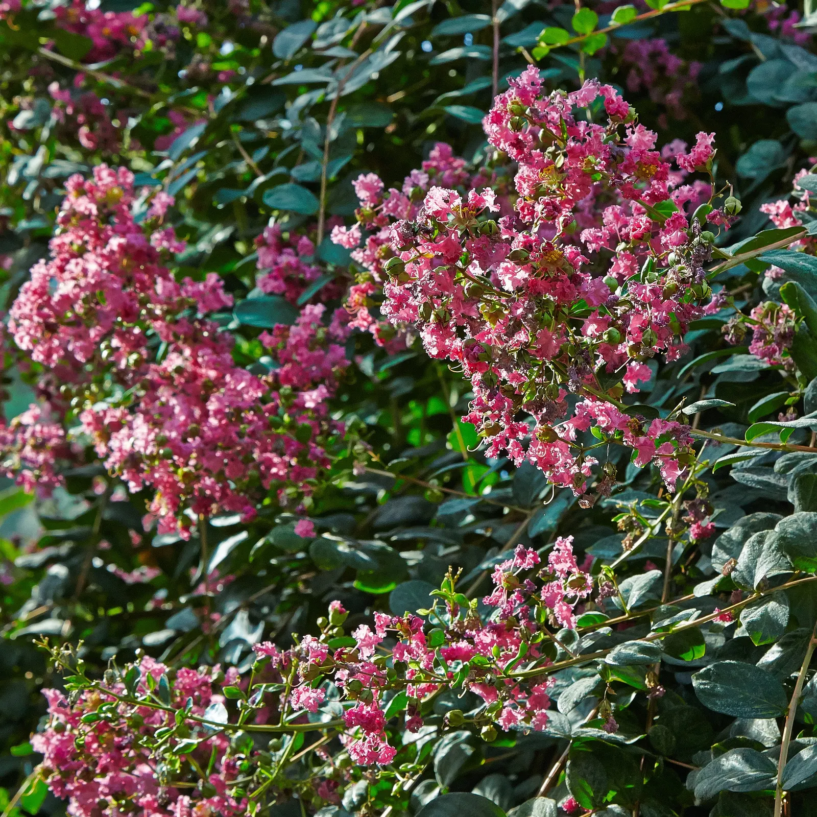 Crape Myrtle (Lagerstroemia Indica) — Mature specimens reach 15-25 feet in height and spread 6-15 feet; it features clusters of vibrant flowers, image 63