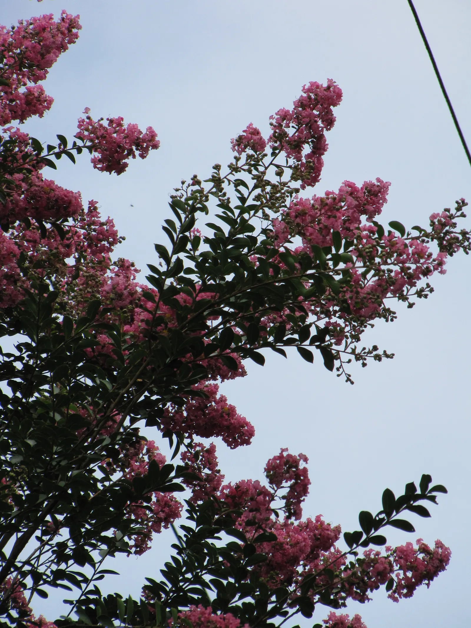 Crape Myrtle (Lagerstroemia Indica) — scientifically known as Lagerstroemia indica