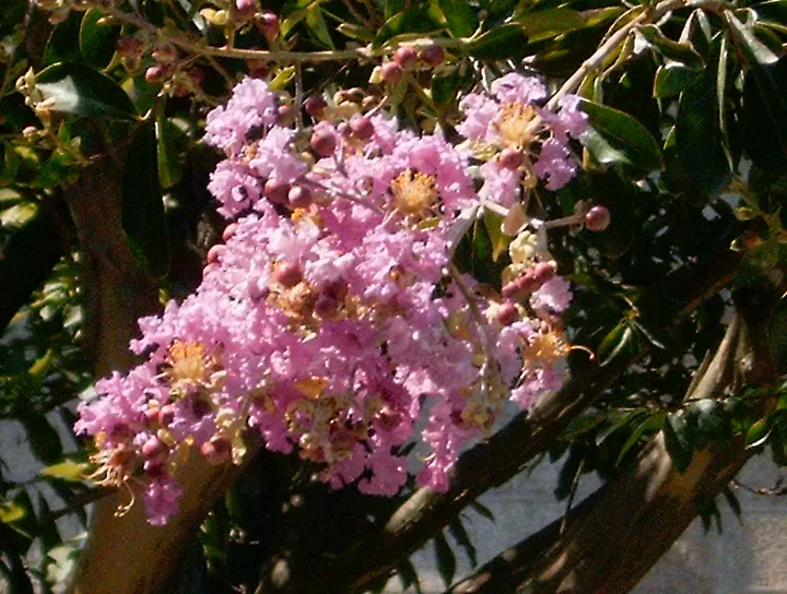 Crape Myrtle (Lagerstroemia Indica) — offering a long-lasting display of color.<br><br>Crape Myrtles can vary in size