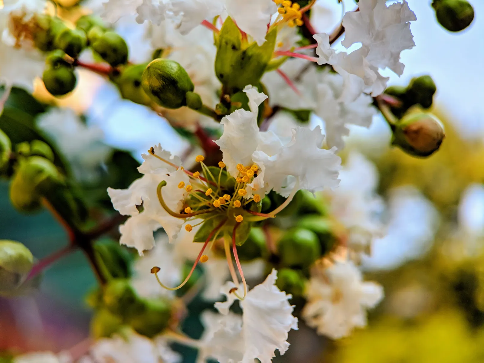 Crape Myrtle (Lagerstroemia Indica) — which can range in color from vivid pinks and purples to whites and reds