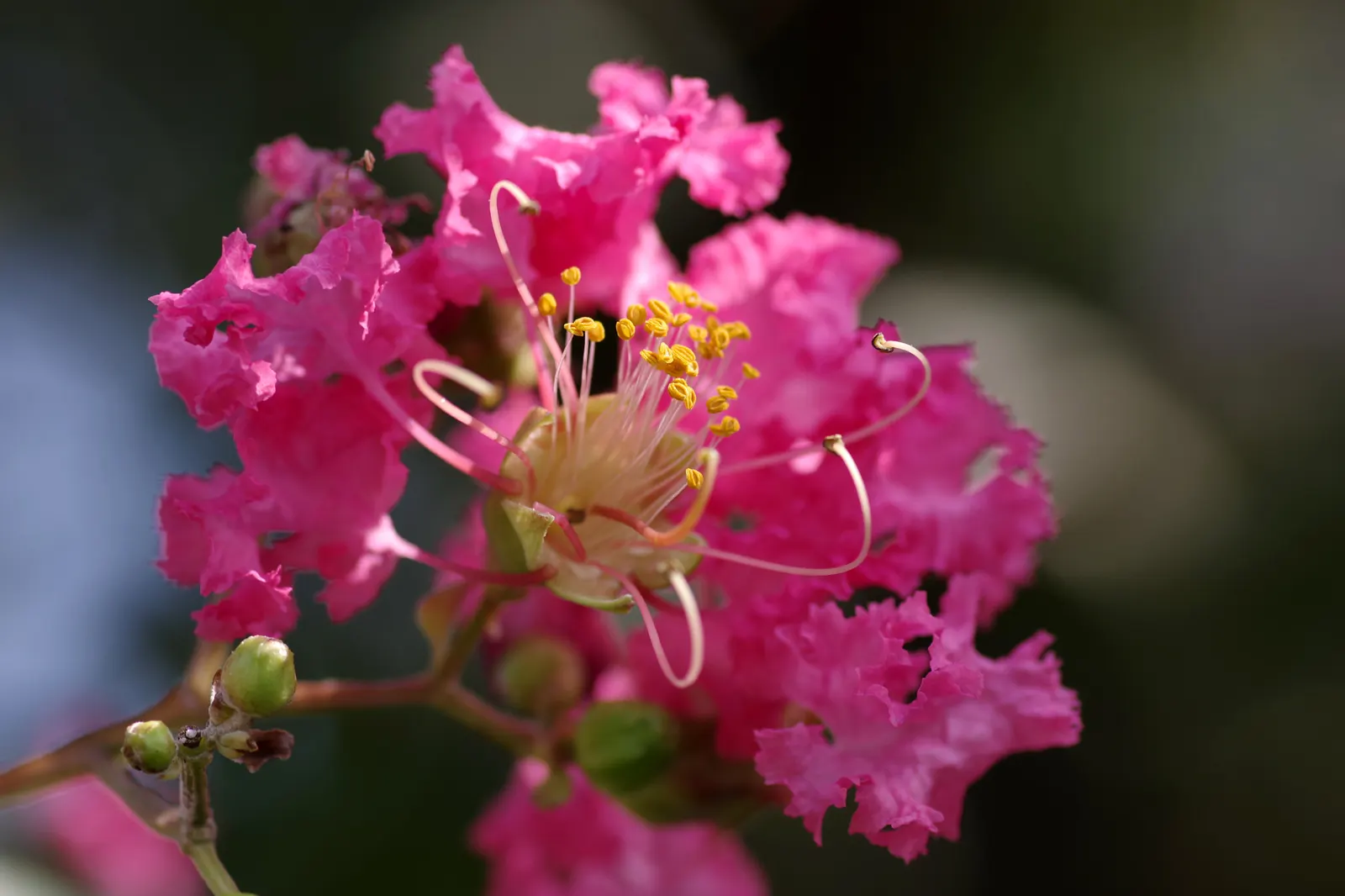 Crape Myrtle (Lagerstroemia Indica) — with mature specimens averaging between 15 to 25 feet in height and 6 to 15 feet in width, image 73