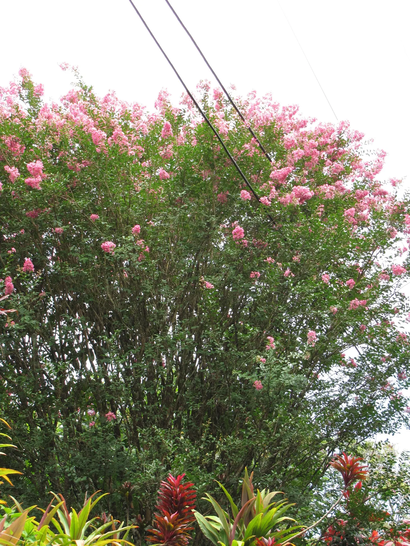 Crape Myrtle (Lagerstroemia Indica) — Prefers full sun and well-drained soil; their exfoliating bark peels back to reveal a smooth and mottled, image 123