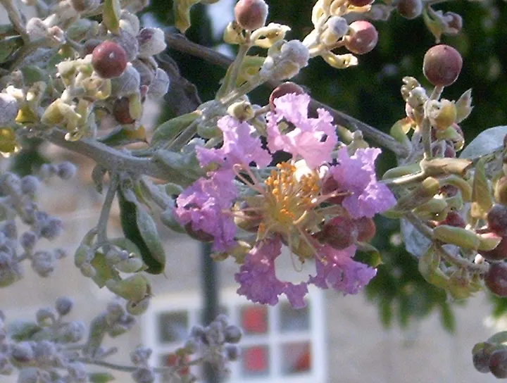 Crape Myrtle (Lagerstroemia Indica) — The blossoms typically emerge from late spring until autumn