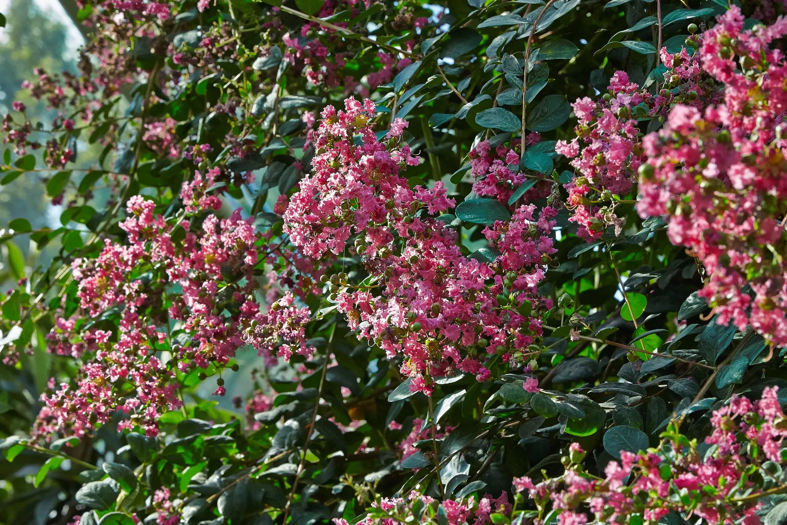 Crape Myrtle (Lagerstroemia Indica) — The Crape Myrtle (Lagerstroemia indica) is a versatile, flowering shrub/small tree, thriving in USDA zones, image 59