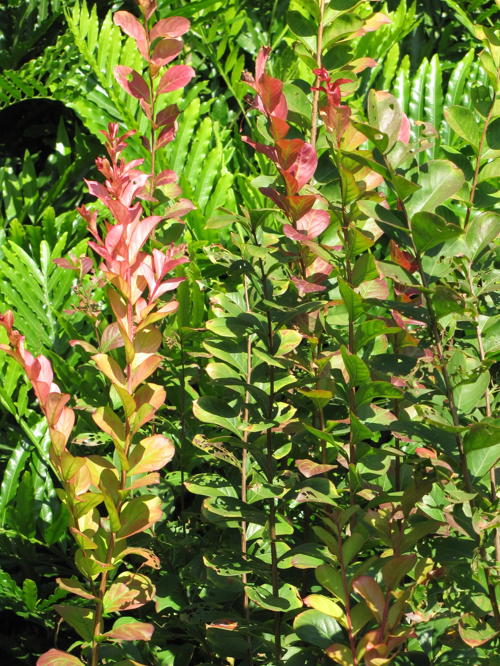 Crape Myrtle (Lagerstroemia Indica) — making them an excellent low-fuss addition to any client's garden; mature specimens reach 15-25 feet in, image 142