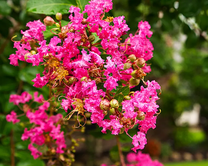 Crape Myrtle (Lagerstroemia Indica) — Drought tolerant once established and requires minimal maintenance; it's advisable to remove spent flowers, image 124
