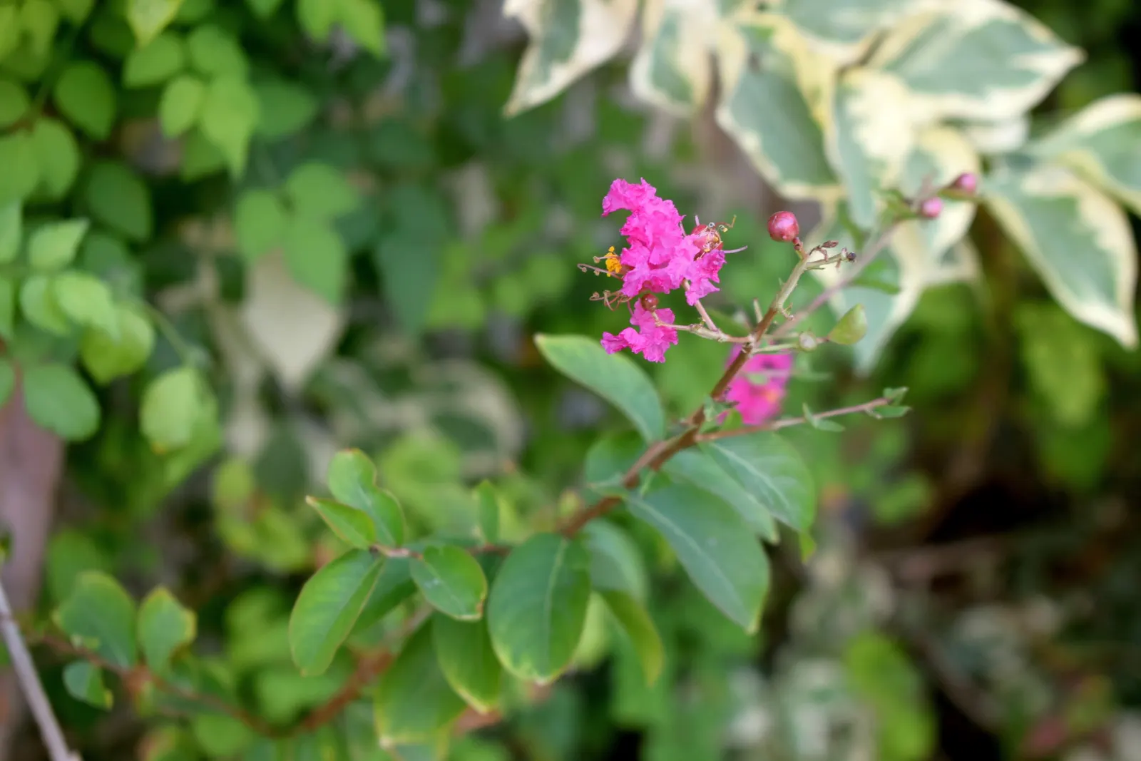 Crape Myrtle (Lagerstroemia Indica) — particularly in the winter months.<br><br>For optimal growth; offering a long-lasting display of, image 77