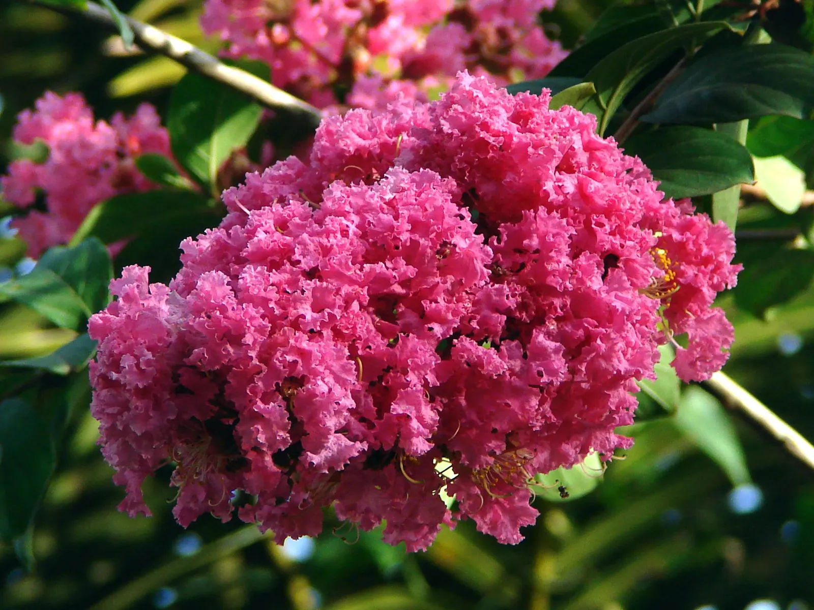 Crape Myrtle (Lagerstroemia Indica) — Crape Myrtles are relatively low maintenance and have minimal pest and disease concerns; pink and red flowers, image 112