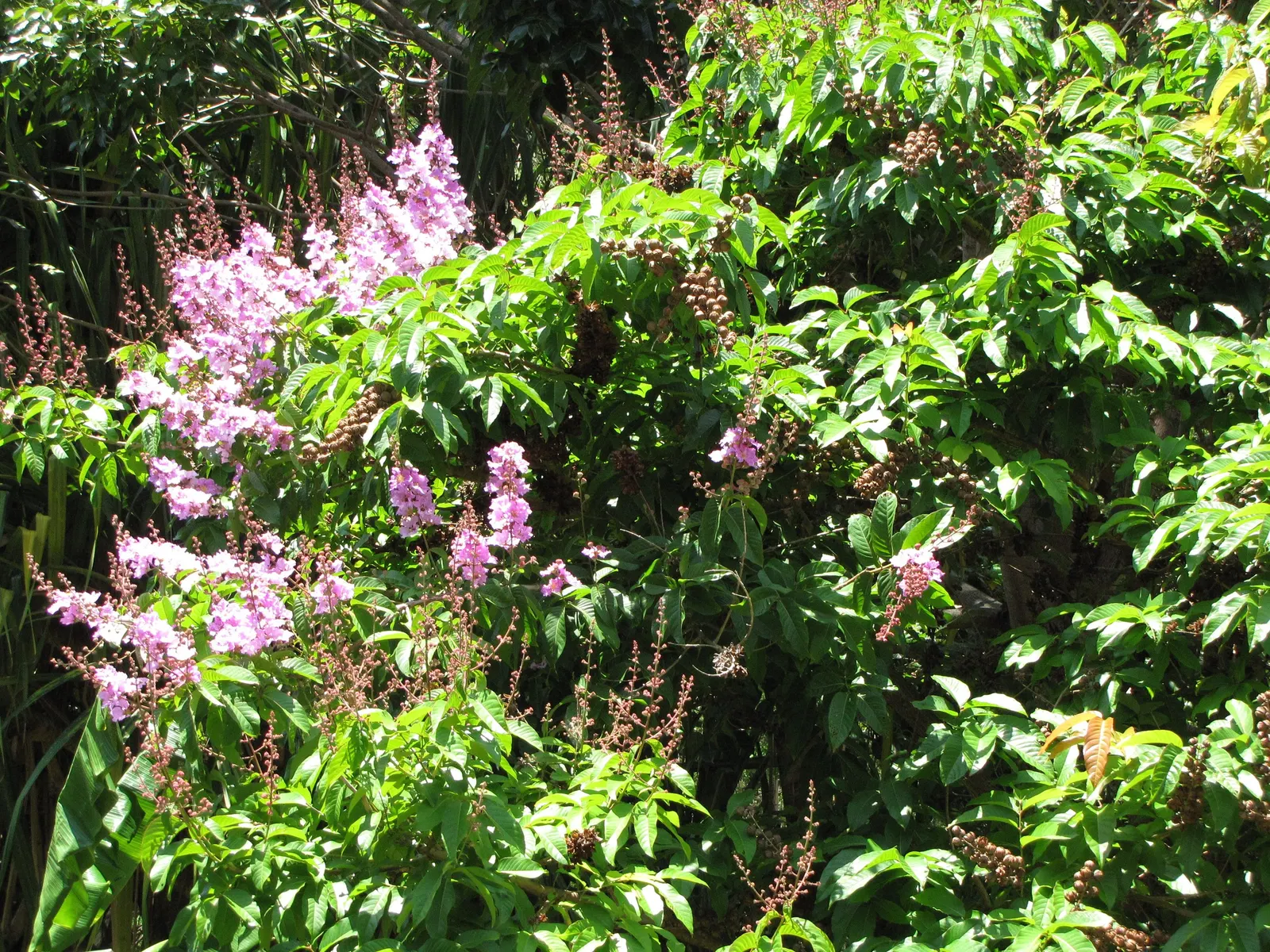 Crape Myrtle (Lagerstroemia Indica) — adding additional visual interest; prefers full sun and well-drained soil, image 163