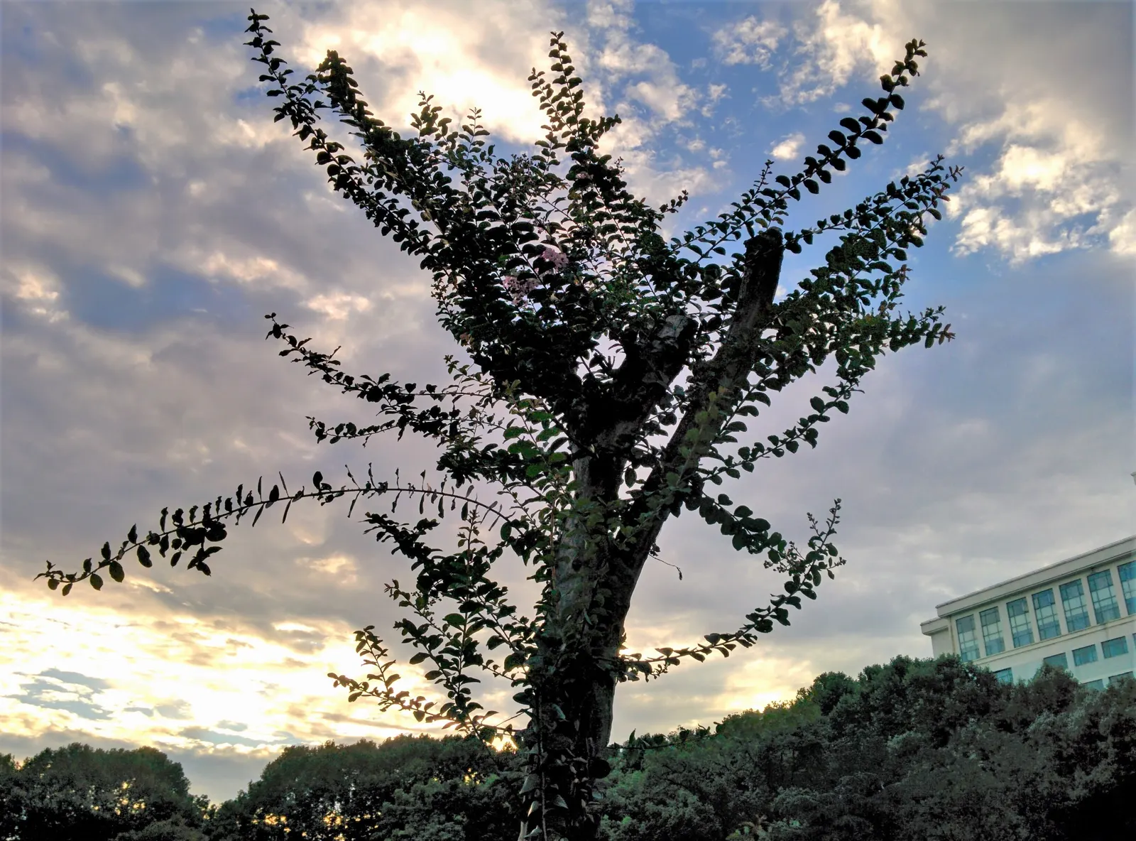 Crape Myrtle (Lagerstroemia Indica) — particularly in the winter months.<br><br>For optimal growth; offering a long-lasting display of, image 164