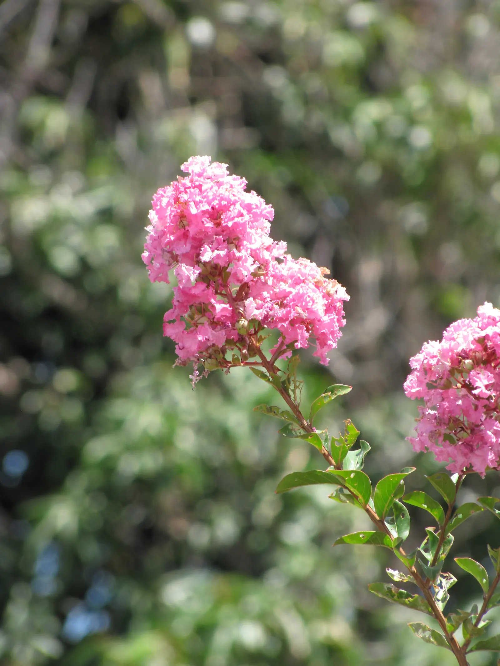 Crape Myrtle (Lagerstroemia Indica) — This deciduous shrub or small tree is renowned for its extensive blooming period and striking flower clusters